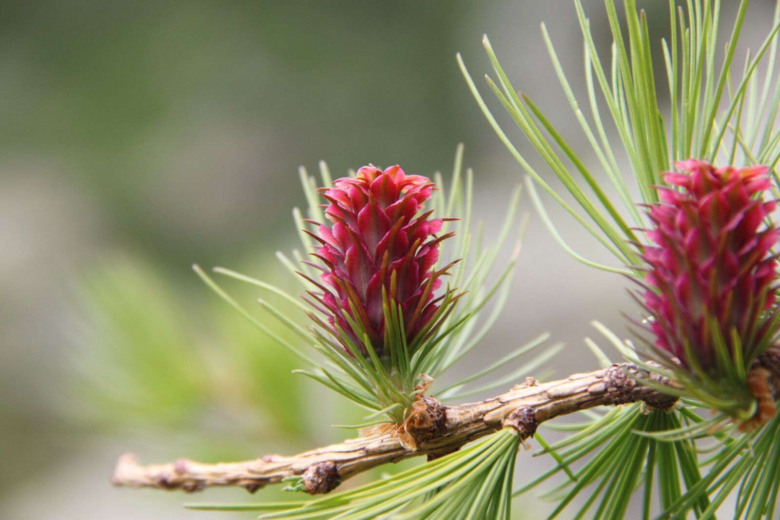Canon EOS 500D (EOS Rebel T1i / EOS Kiss X3) sample photo. Larch, cone, nature photography