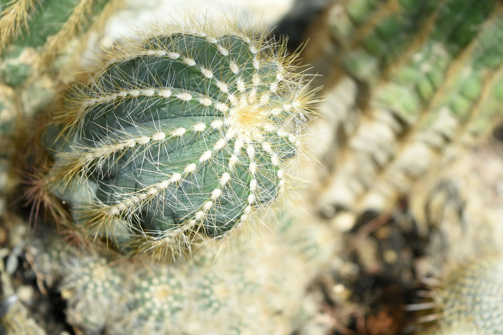Nikon D5500 sample photo. Exotic, thorn, tropical, nature photography