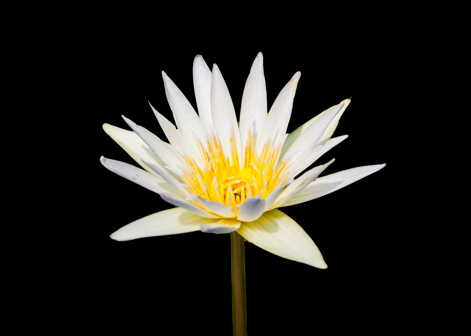 Nikon D5200 sample photo. Waterlily, flower, nature photography