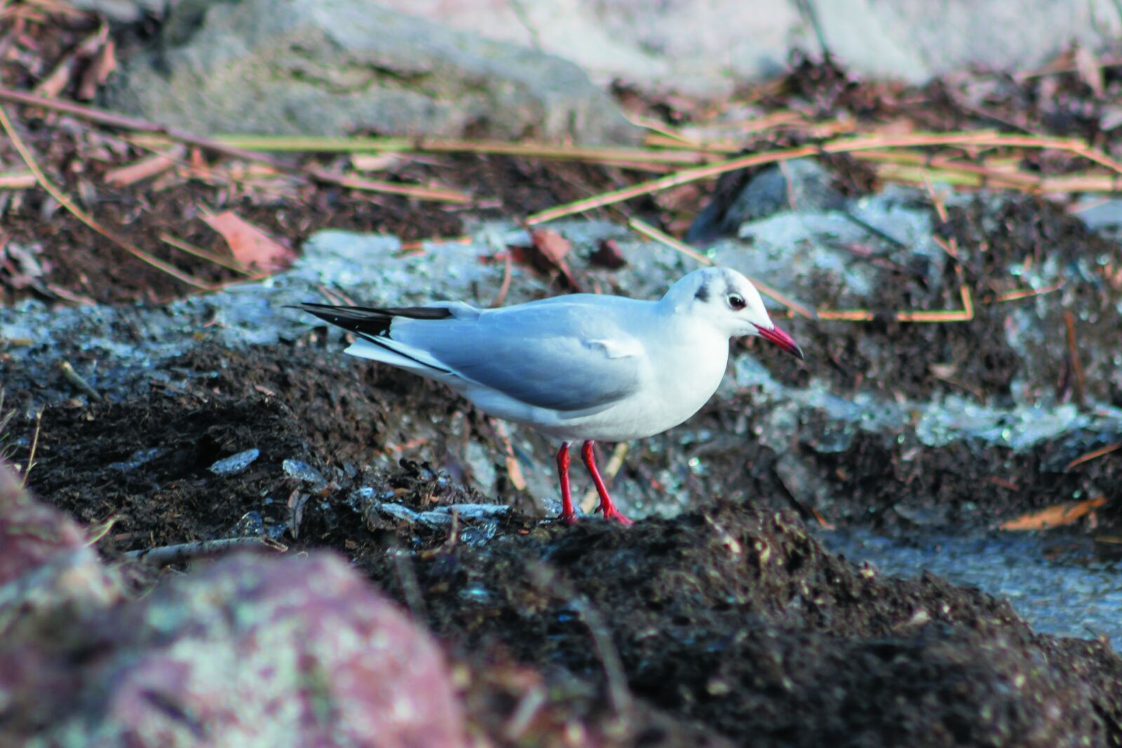 Canon EF75-300mm f/4-5.6 sample photo. Dankasir ly, water bird photography