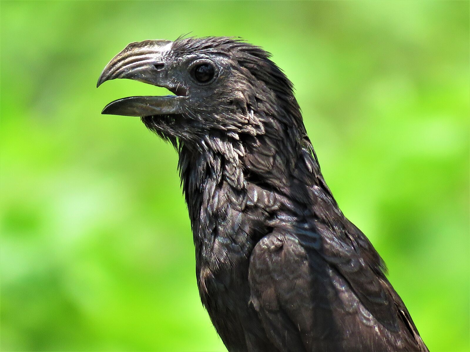 Canon PowerShot SX60 HS sample photo. Groove-billed ani, groove, ani photography