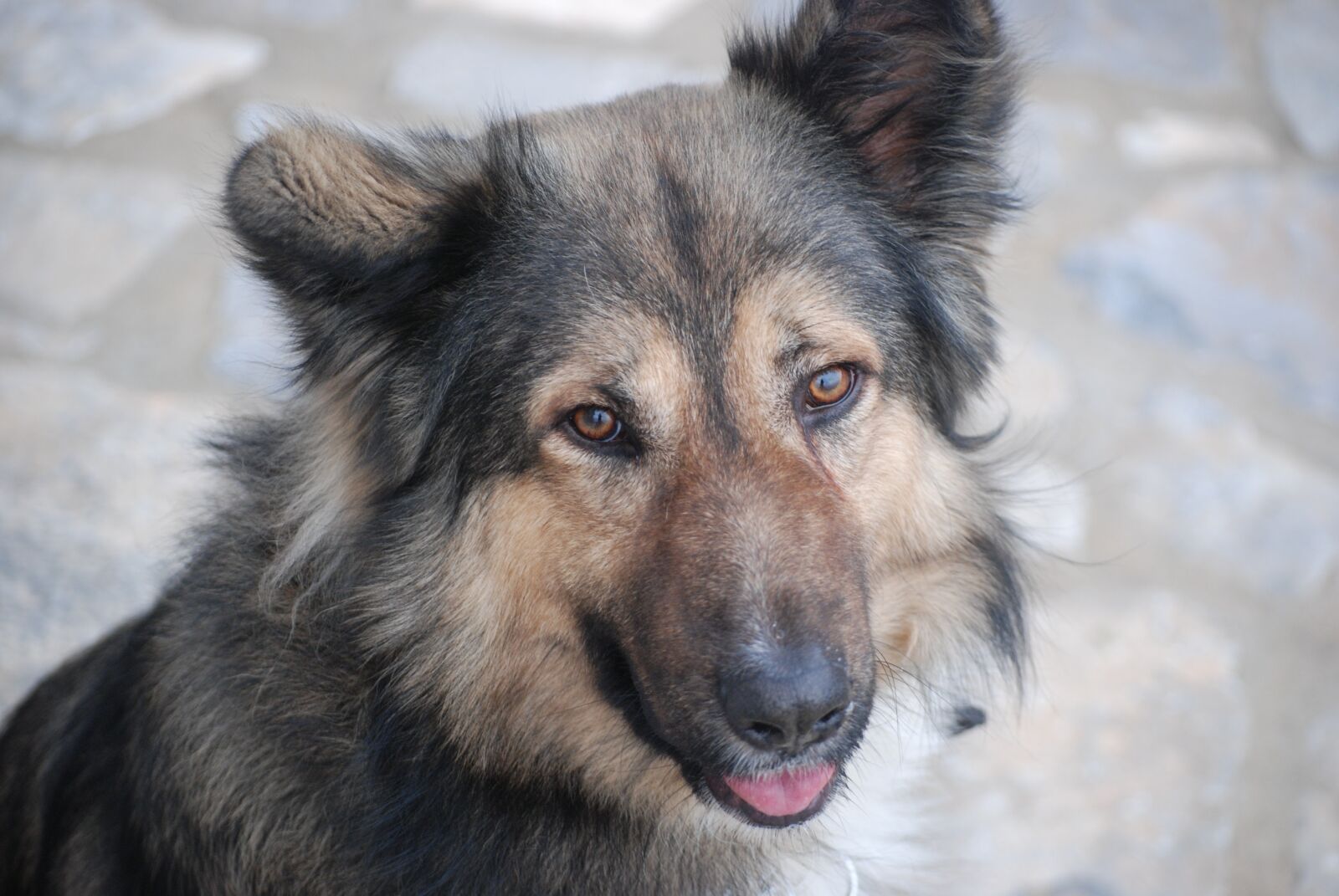 Nikon D80 sample photo. Dog, pet, animal photography