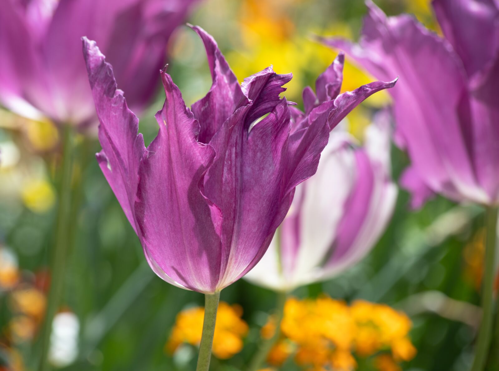 Canon EOS 6D Mark II sample photo. Tulip, flower, plant photography