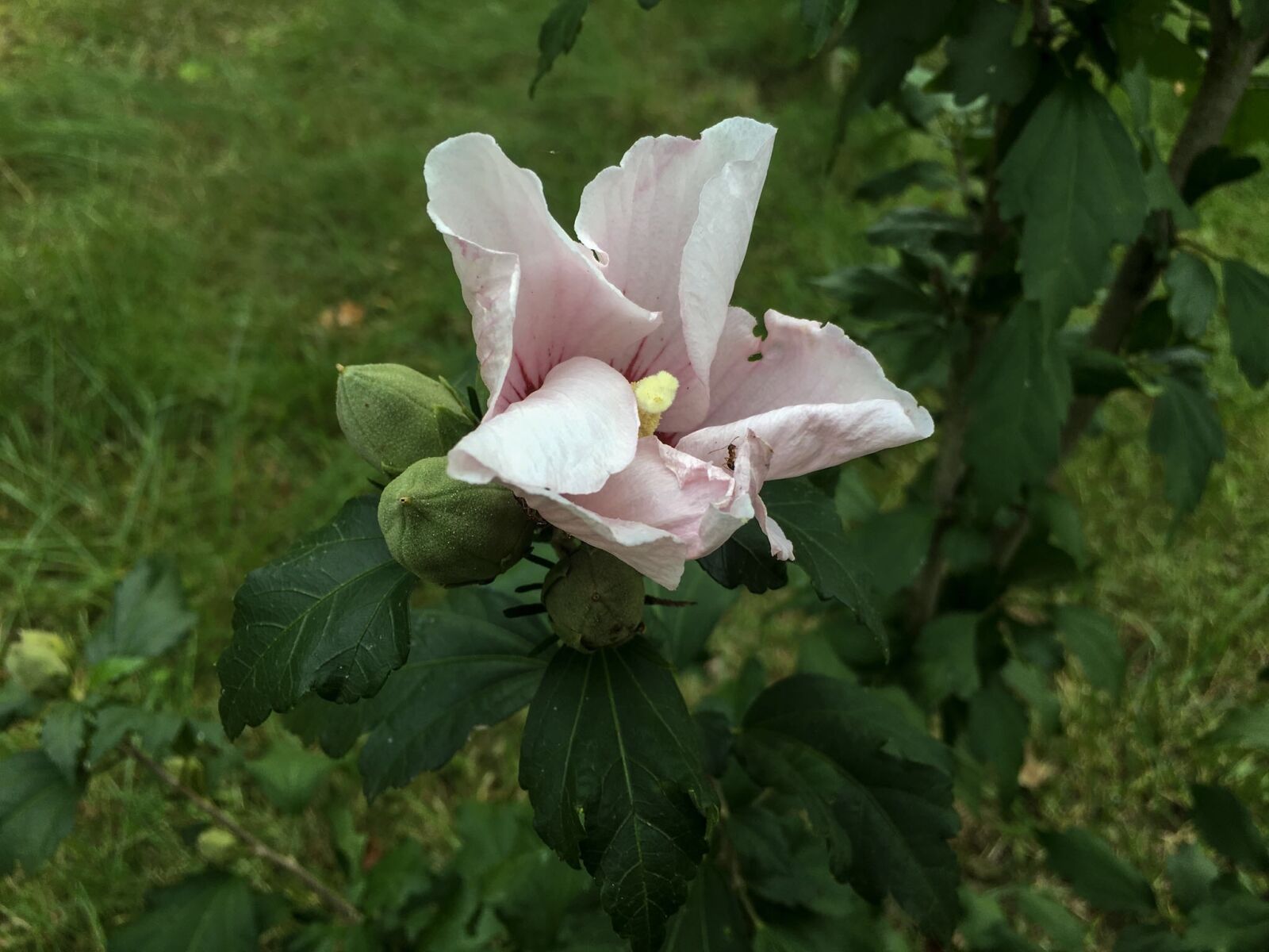 Apple iPhone 6s sample photo. Rose of sharon, flower photography
