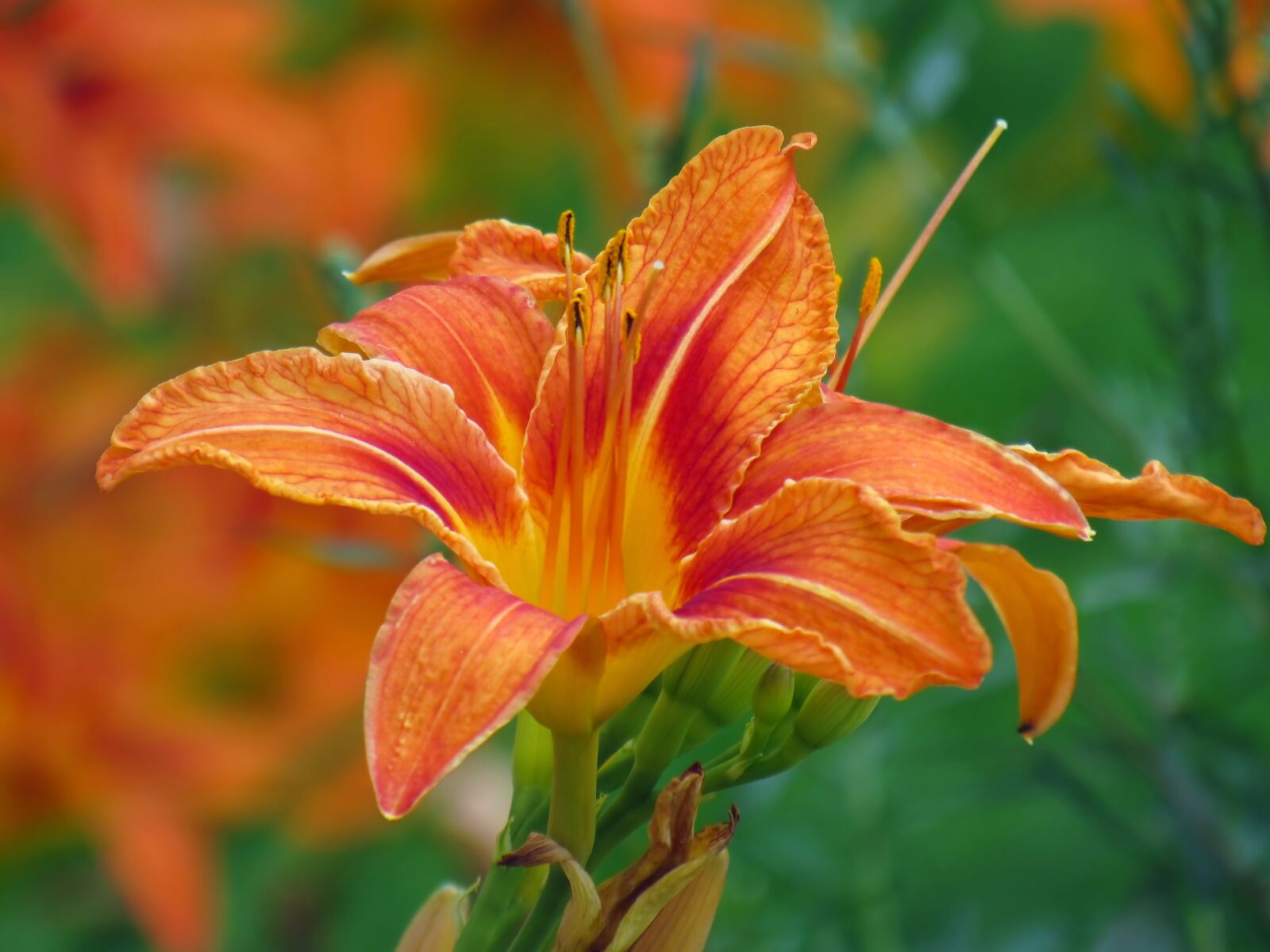 Canon PowerShot SX520 HS sample photo. Nature, flower, plant photography