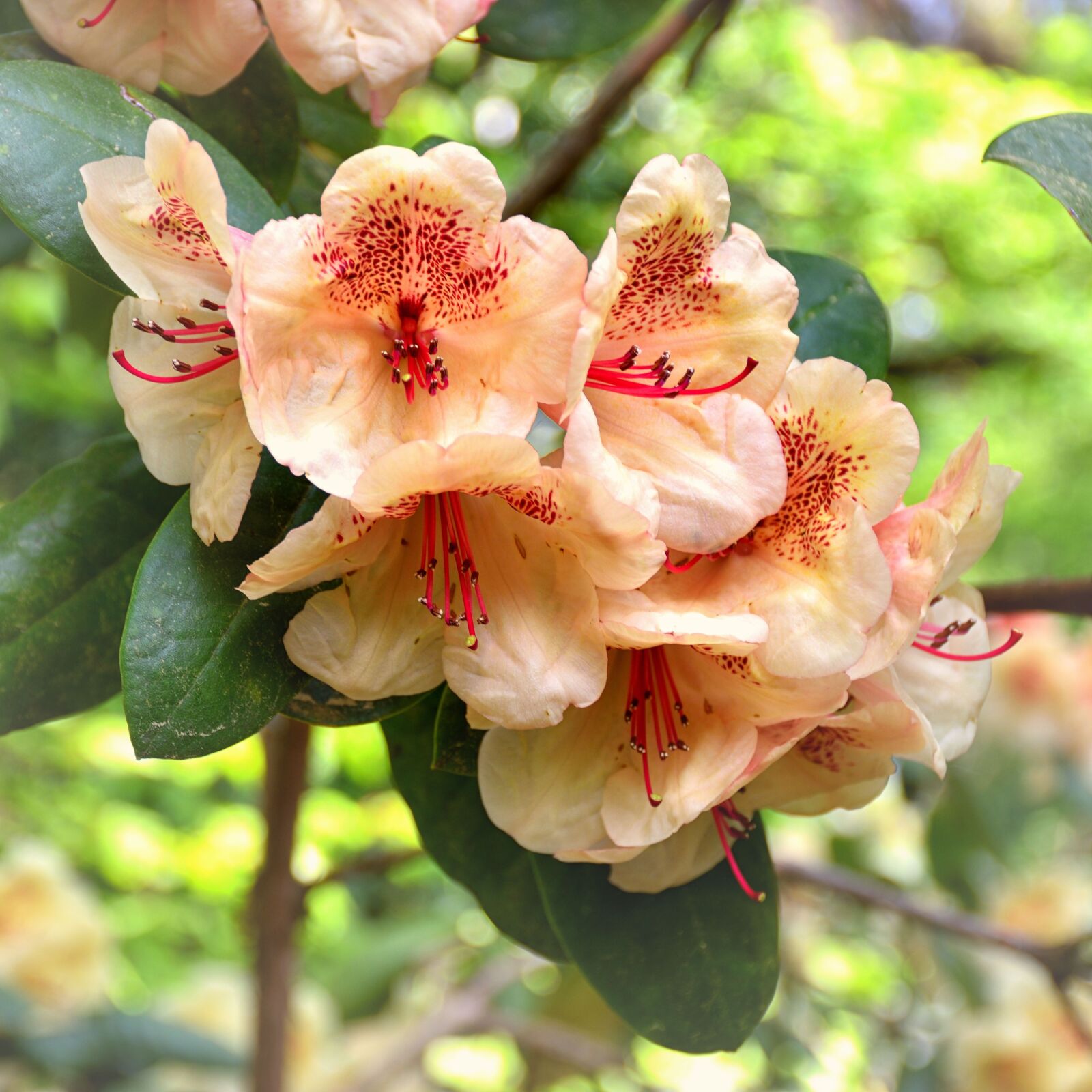 Nikon D5500 sample photo. Rhododendron, flower, flowers photography