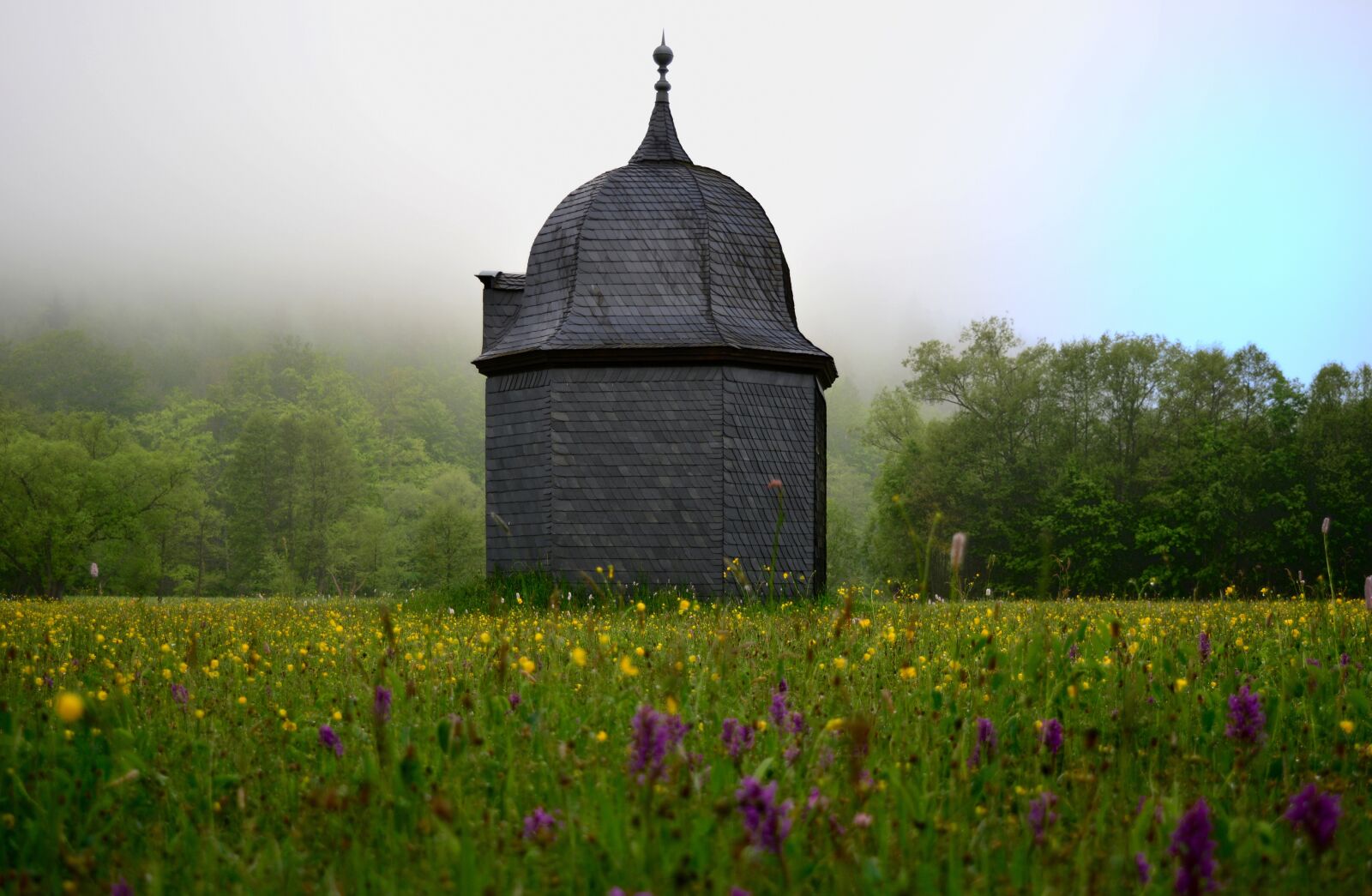 Nikon D5200 sample photo. Park, orchid meadow, hammer photography