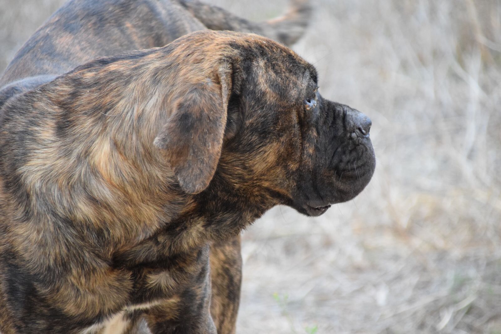 Nikon D3300 sample photo. Dog, fighting dog, cane photography