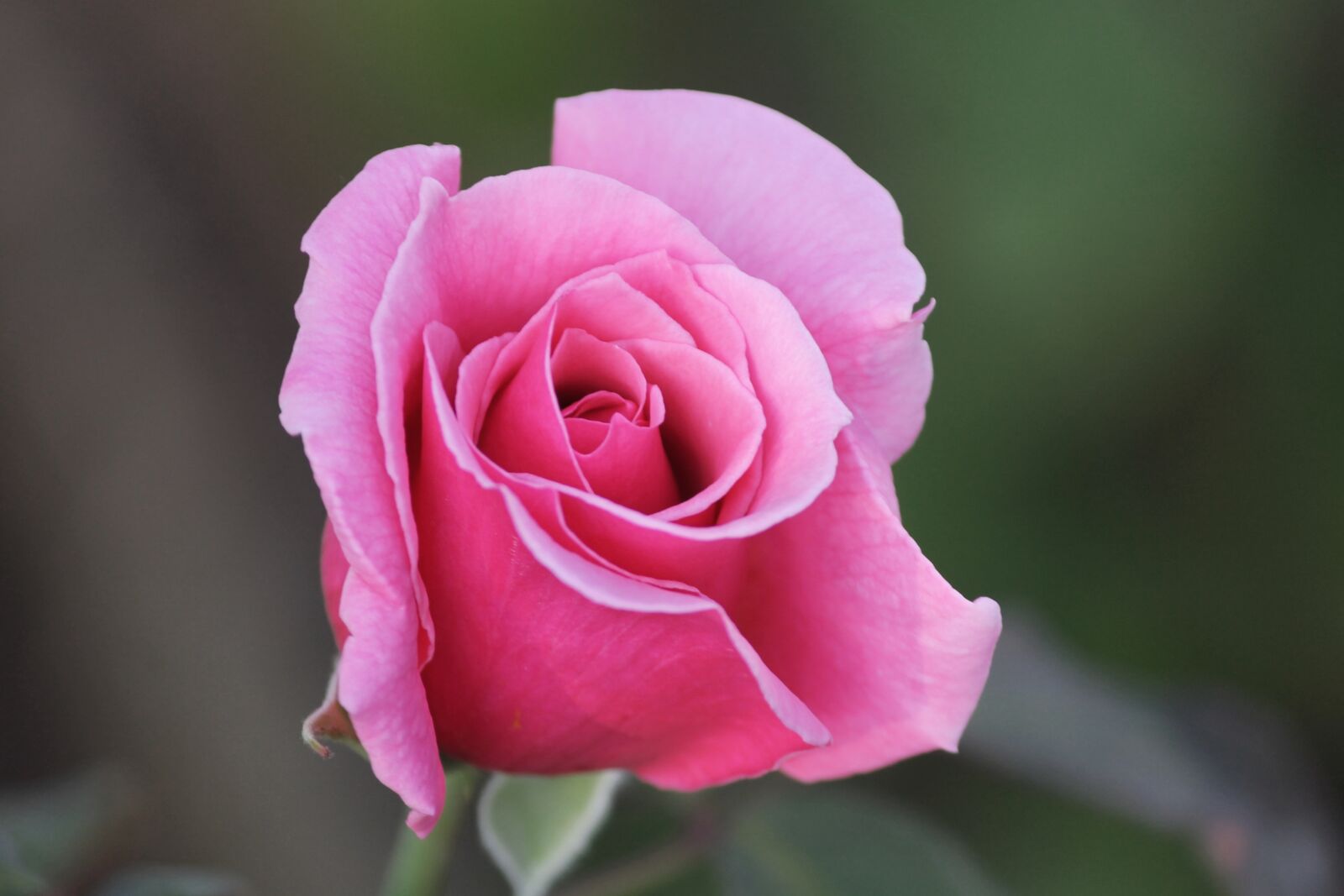 Canon EOS 1100D (EOS Rebel T3 / EOS Kiss X50) sample photo. Rose flower, rose petals photography