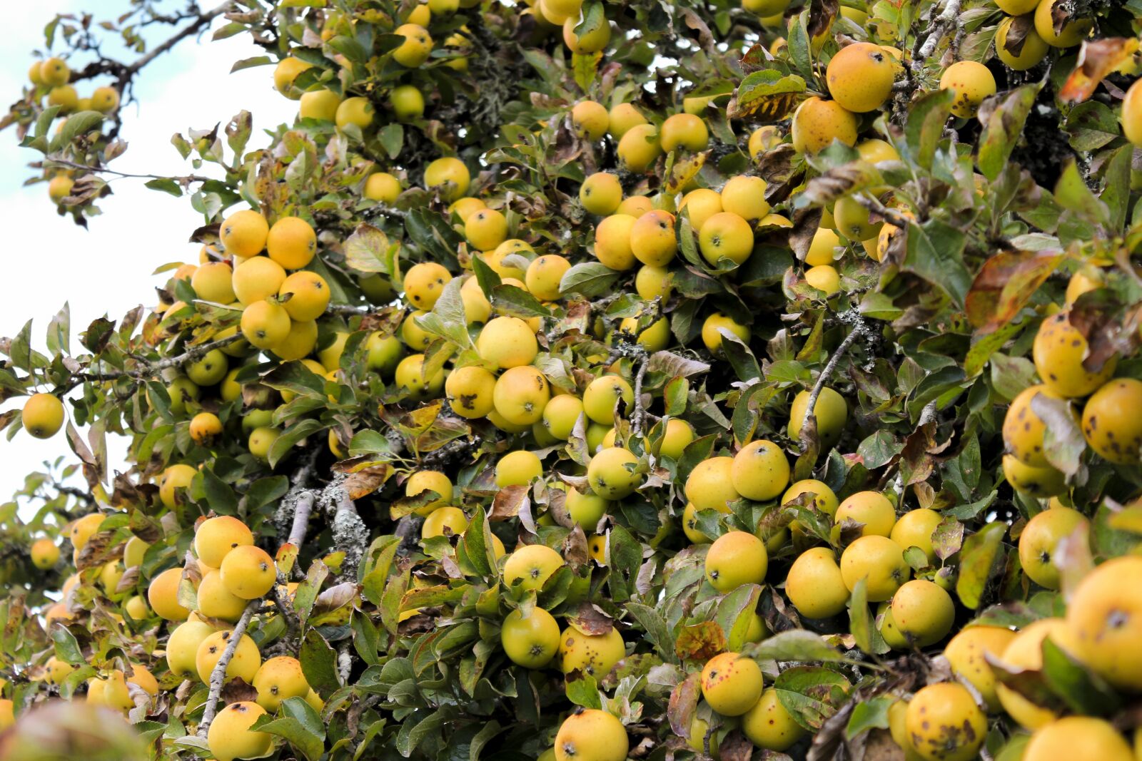 Canon EOS 550D (EOS Rebel T2i / EOS Kiss X4) sample photo. Apple, apple tree, autumn photography