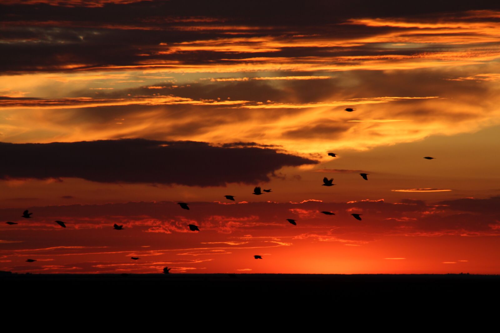 Canon EOS 700D (EOS Rebel T5i / EOS Kiss X7i) sample photo. Sunset, birds, sky photography