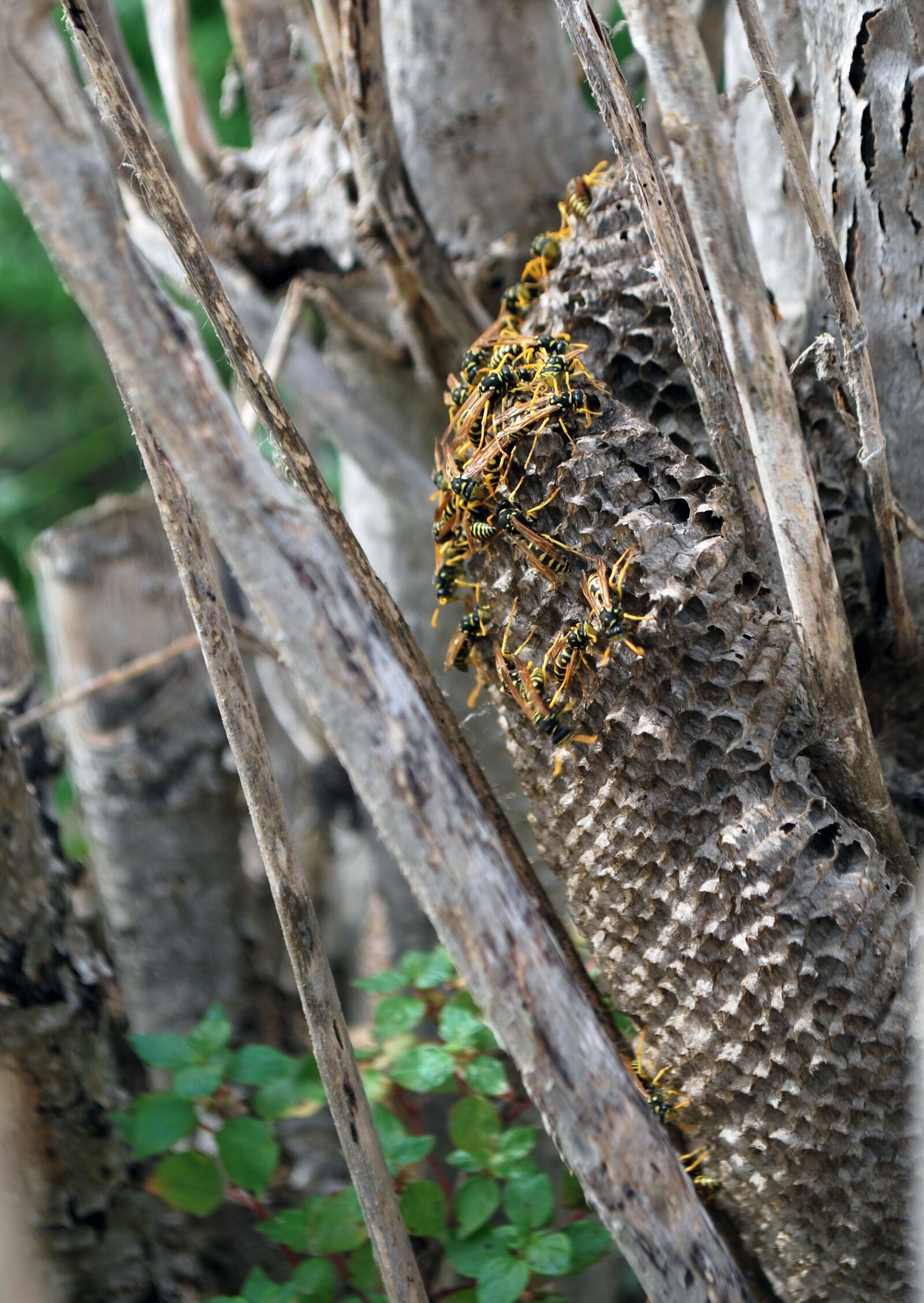 Nikon D60 sample photo. Wasp, nest, together photography
