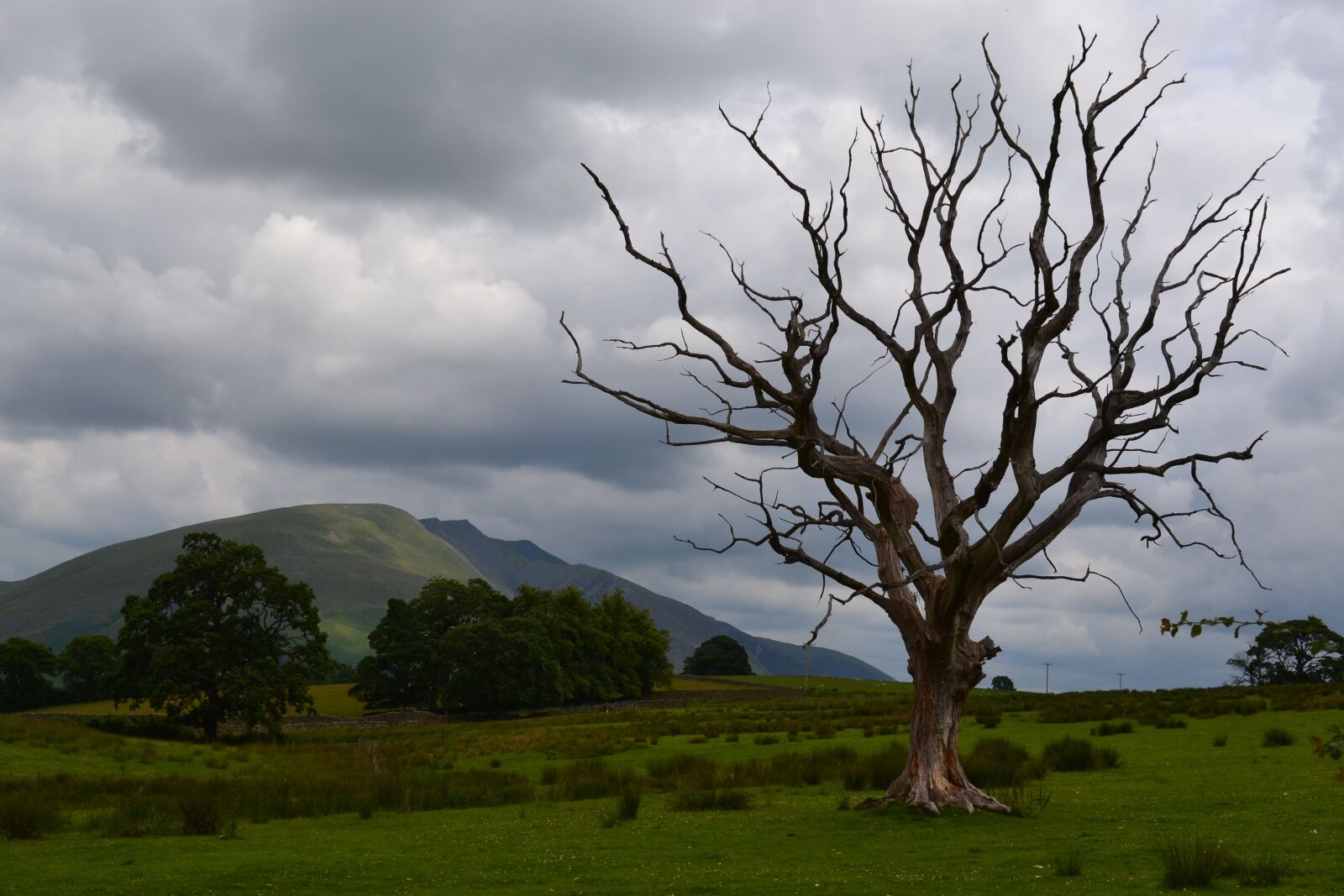 Nikon D3100 sample photo. Dead tree, stormy sky photography