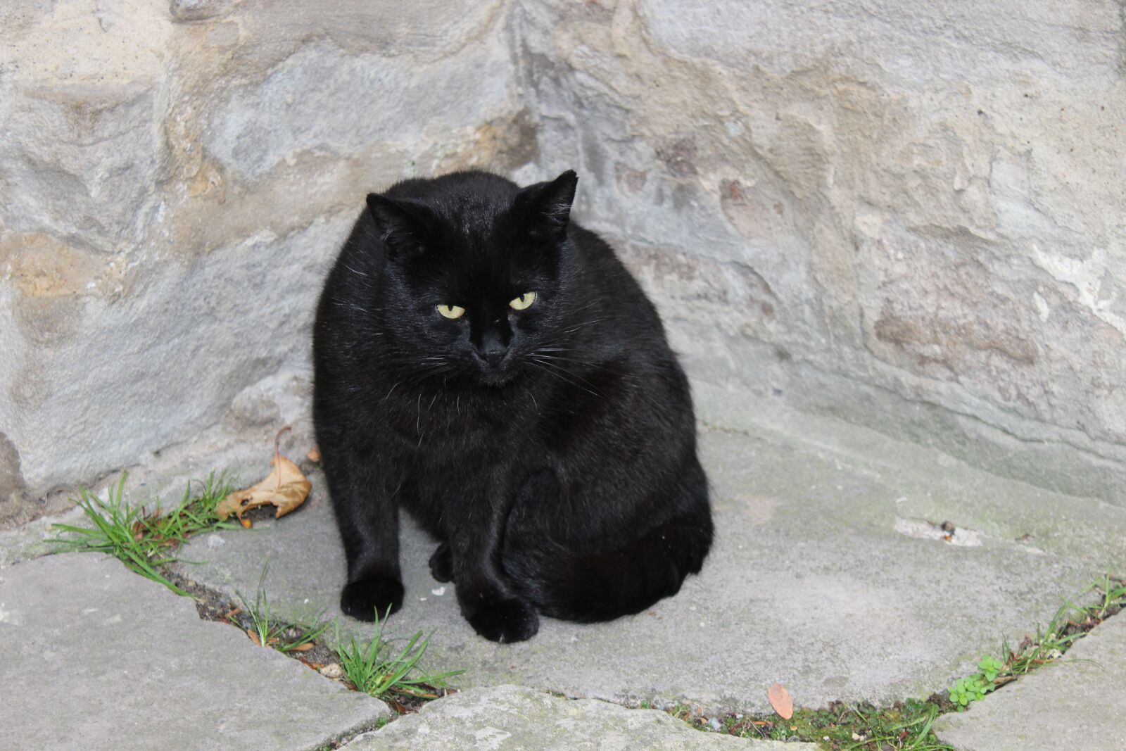 Canon EOS 600D (Rebel EOS T3i / EOS Kiss X5) sample photo. Cat, black, domestic cat photography