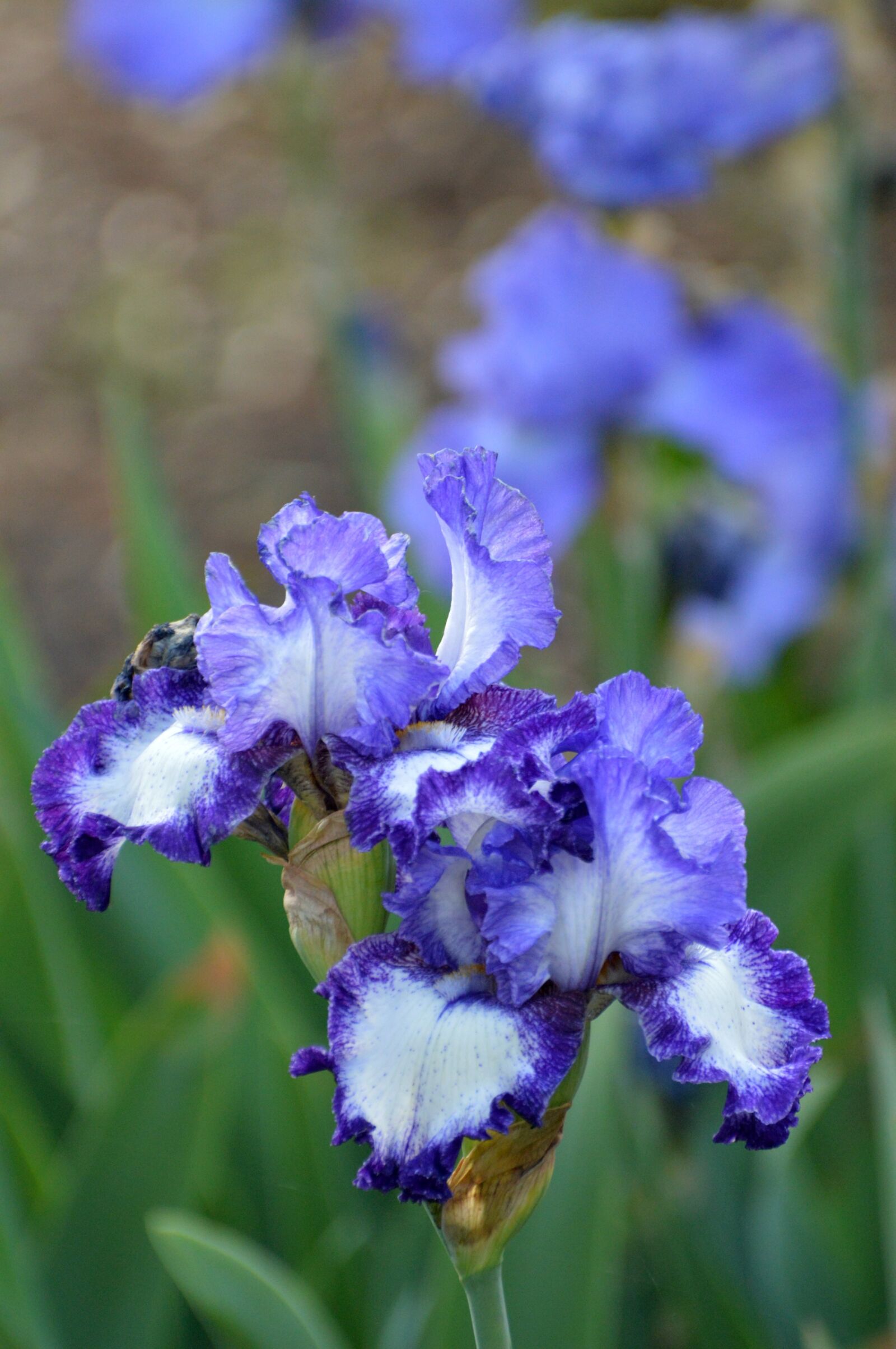 Nikon D3200 sample photo. Iris, purple, flowers photography