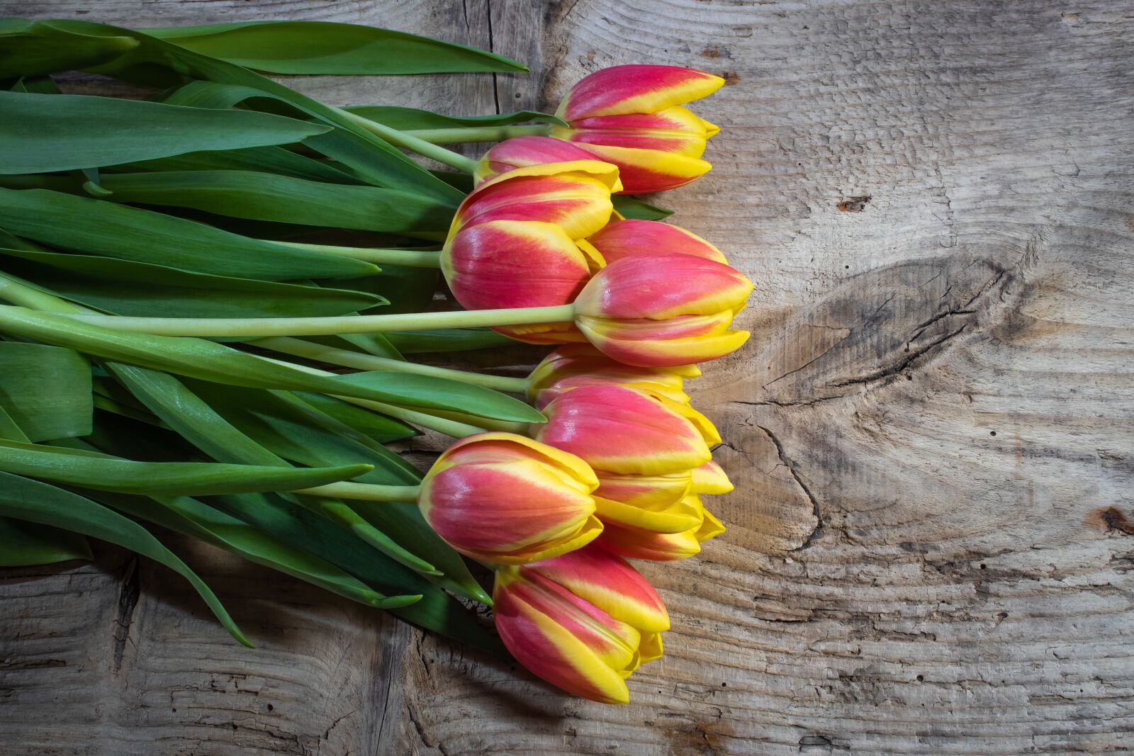 Canon EOS 1300D (EOS Rebel T6 / EOS Kiss X80) sample photo. Tulips, bouquet, spring photography