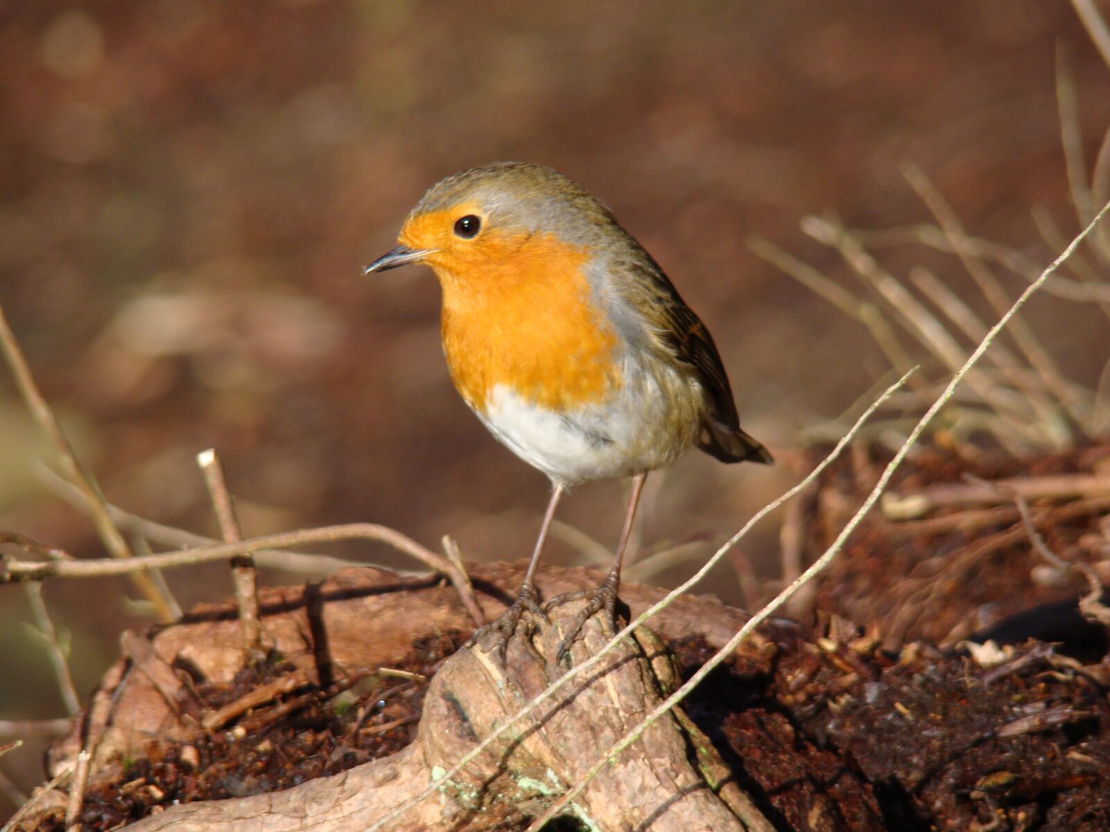 Sony Cyber-shot DSC-H50 sample photo. Robin, bird, wildlife photography