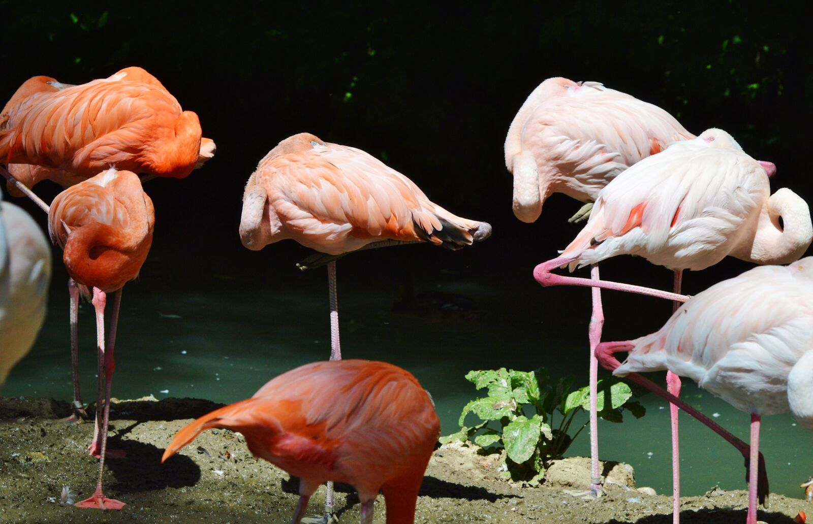 Nikon D3200 sample photo. Flamingo, bird, pink photography
