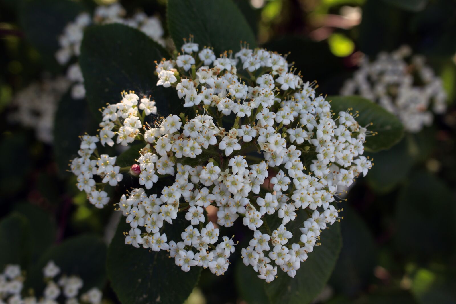 Canon EOS 700D (EOS Rebel T5i / EOS Kiss X7i) sample photo. Flower, plant, nature photography