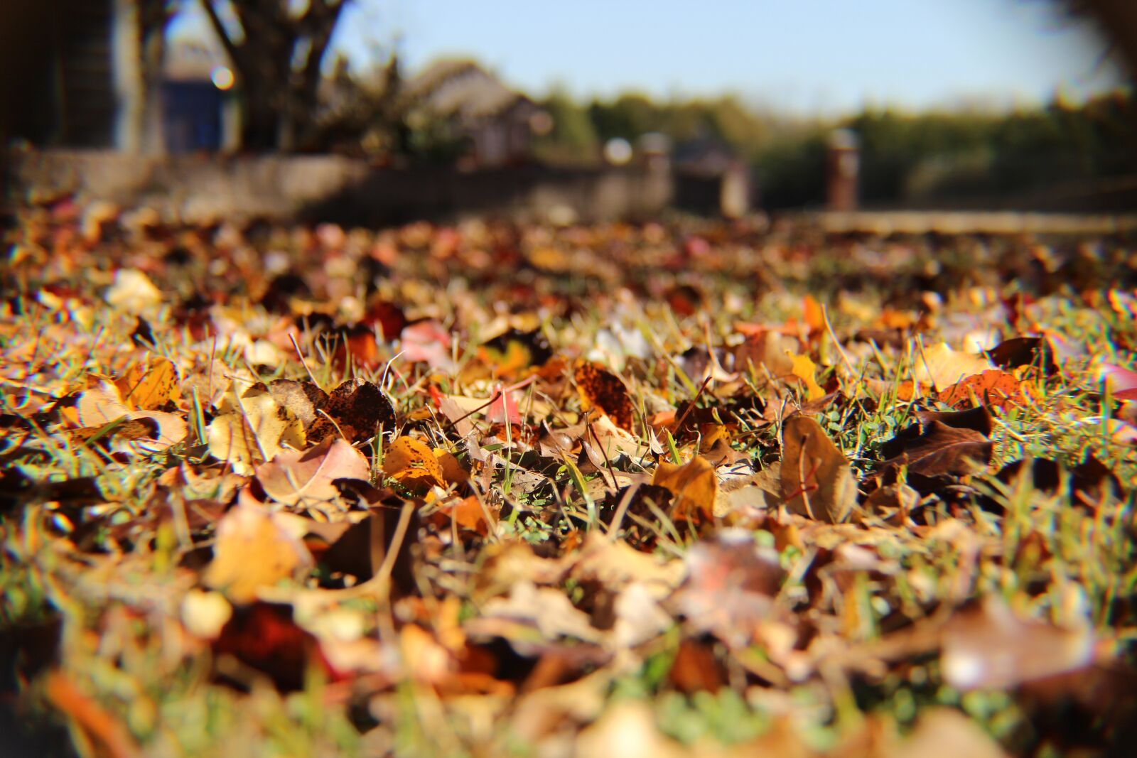 Canon EOS 600D (Rebel EOS T3i / EOS Kiss X5) sample photo. Fall, leaves, autumn photography
