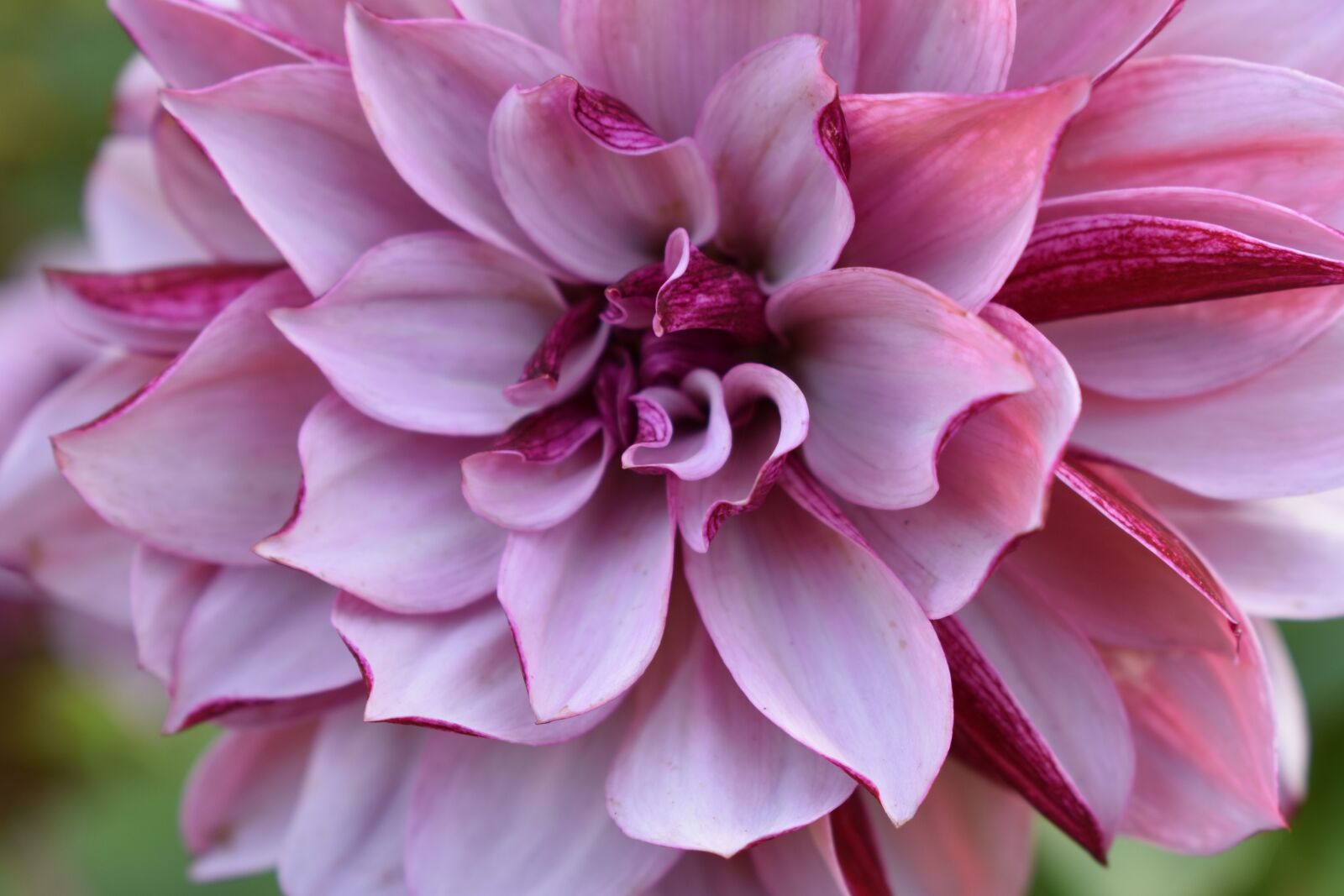 Nikon D3400 sample photo. Raghavendra, flower, nature photography
