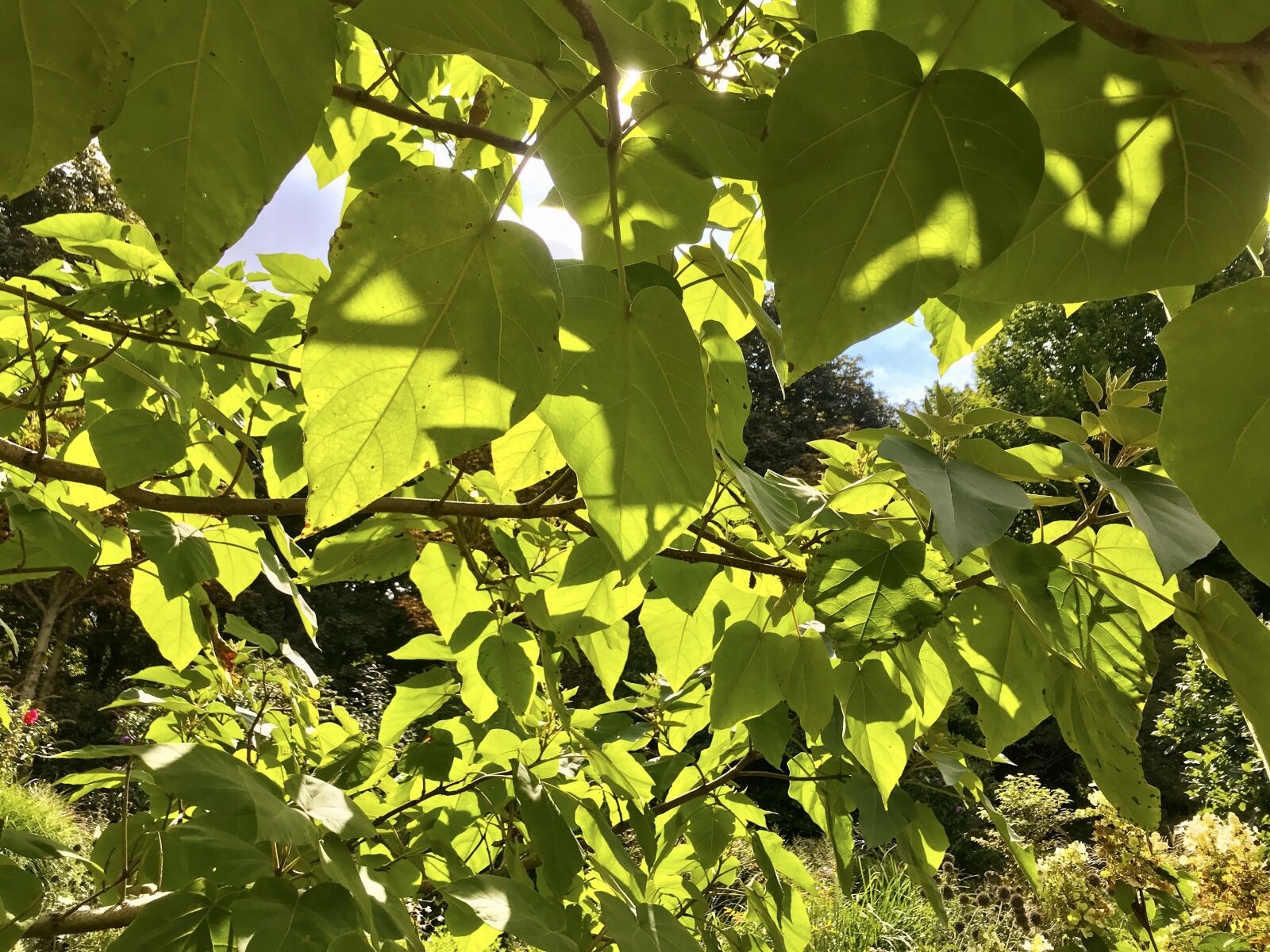 iPhone 7 back camera 3.99mm f/1.8 sample photo. Blue bell tree, kaiser photography