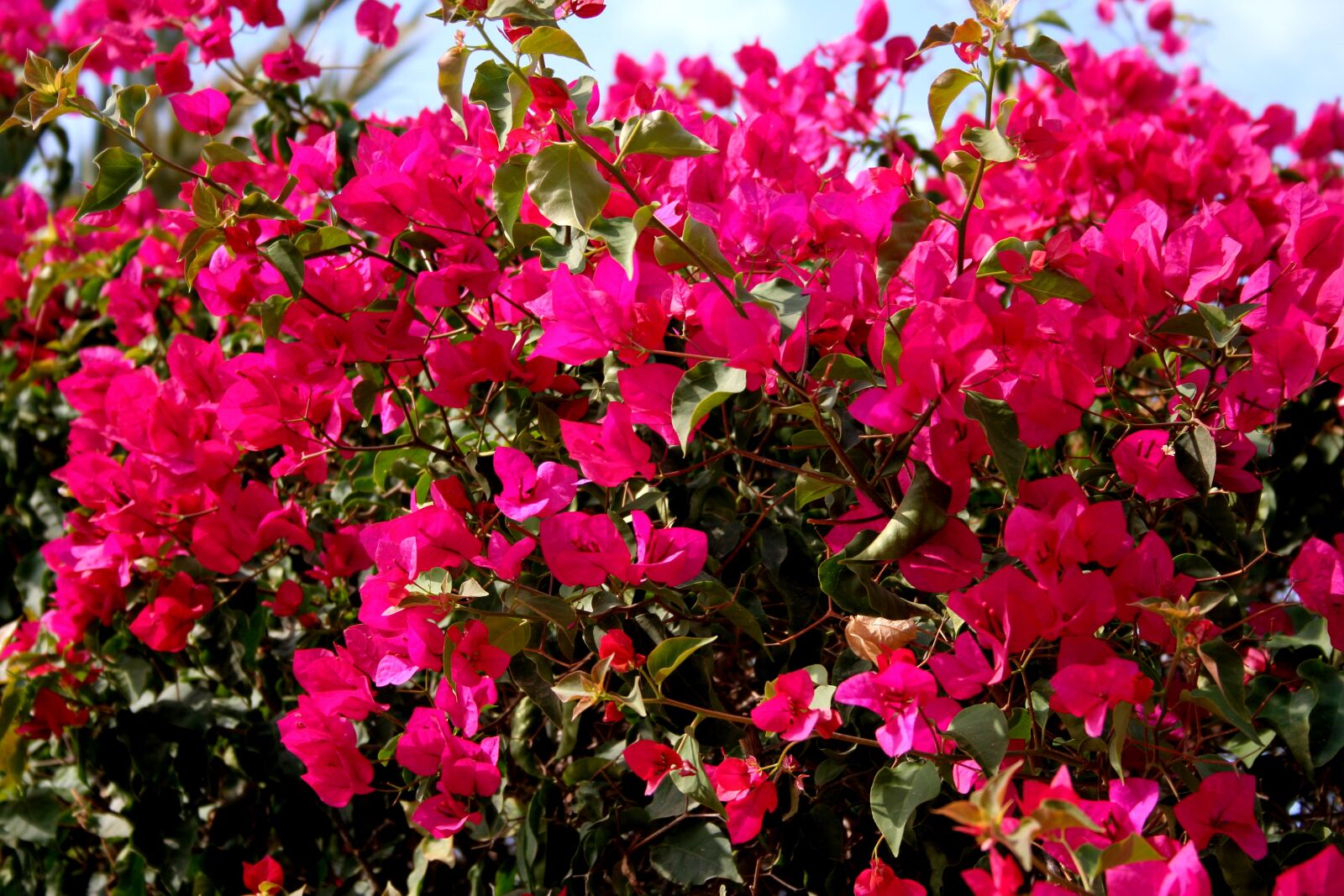 Canon EOS 350D (EOS Digital Rebel XT / EOS Kiss Digital N) sample photo. Bougainvillea, magenta, pink photography