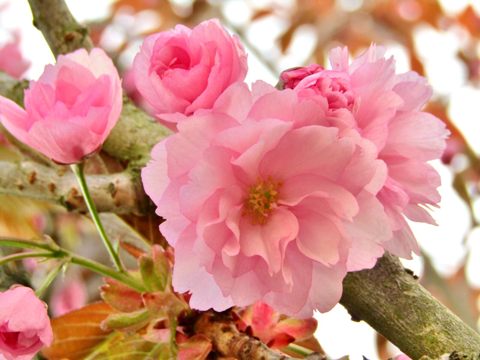 Canon POWERSHOT SX432 IS sample photo. Ornamental cherry, japanese cherry photography