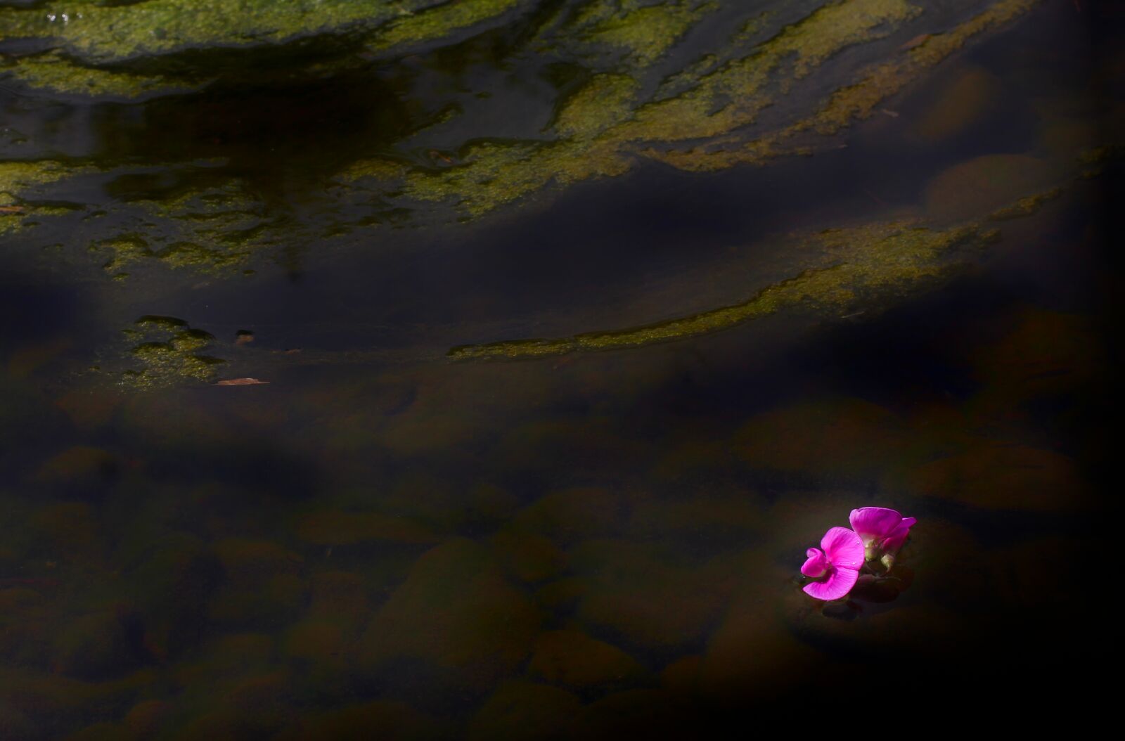 Canon EOS 1100D (EOS Rebel T3 / EOS Kiss X50) sample photo. Rose, river, wild rose photography