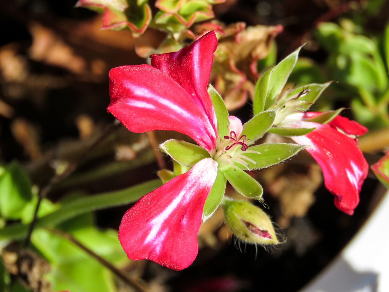 Canon PowerShot SX60 HS sample photo. Flowers, plants, pot photography