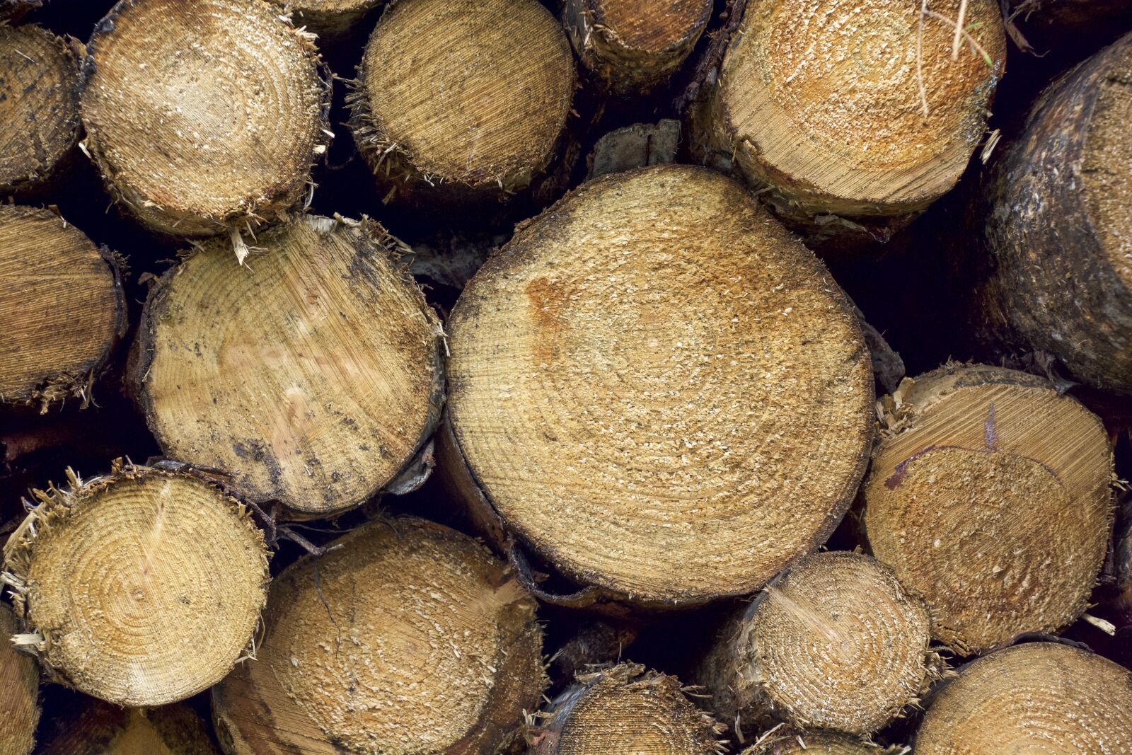 Nikon D7100 sample photo. Wood, logs, pile photography