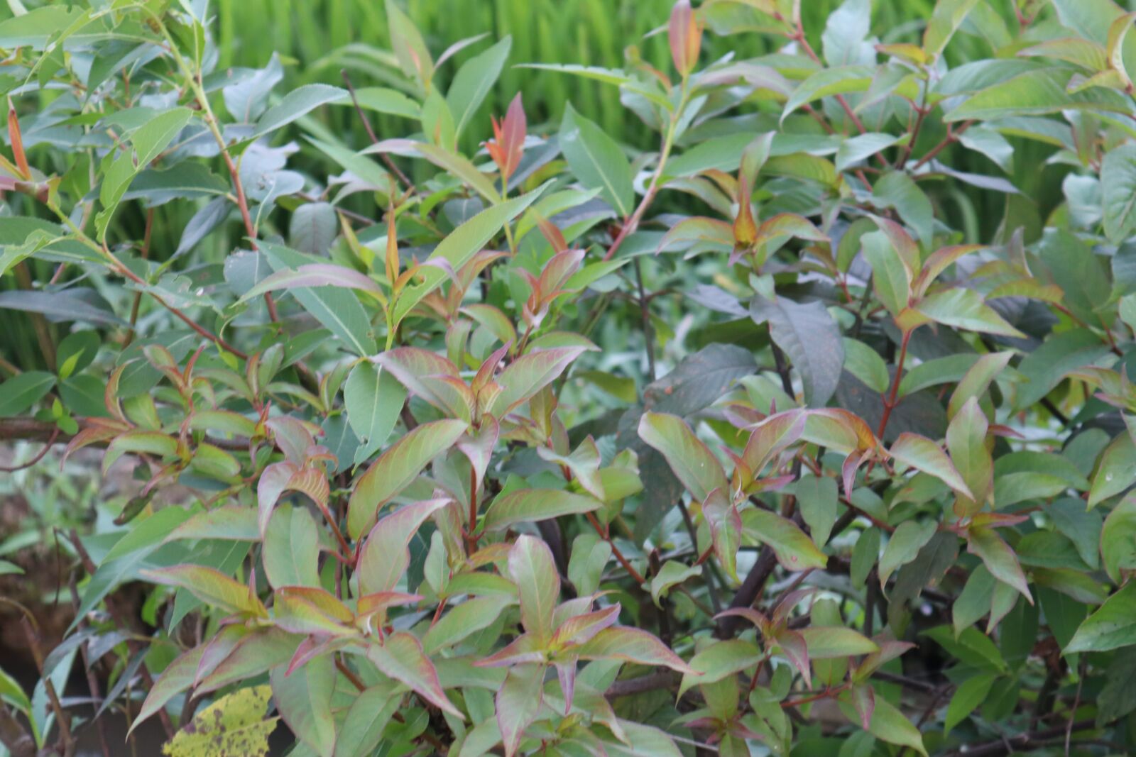 Canon EOS M50 (EOS Kiss M) sample photo. Tree, green, flower photography
