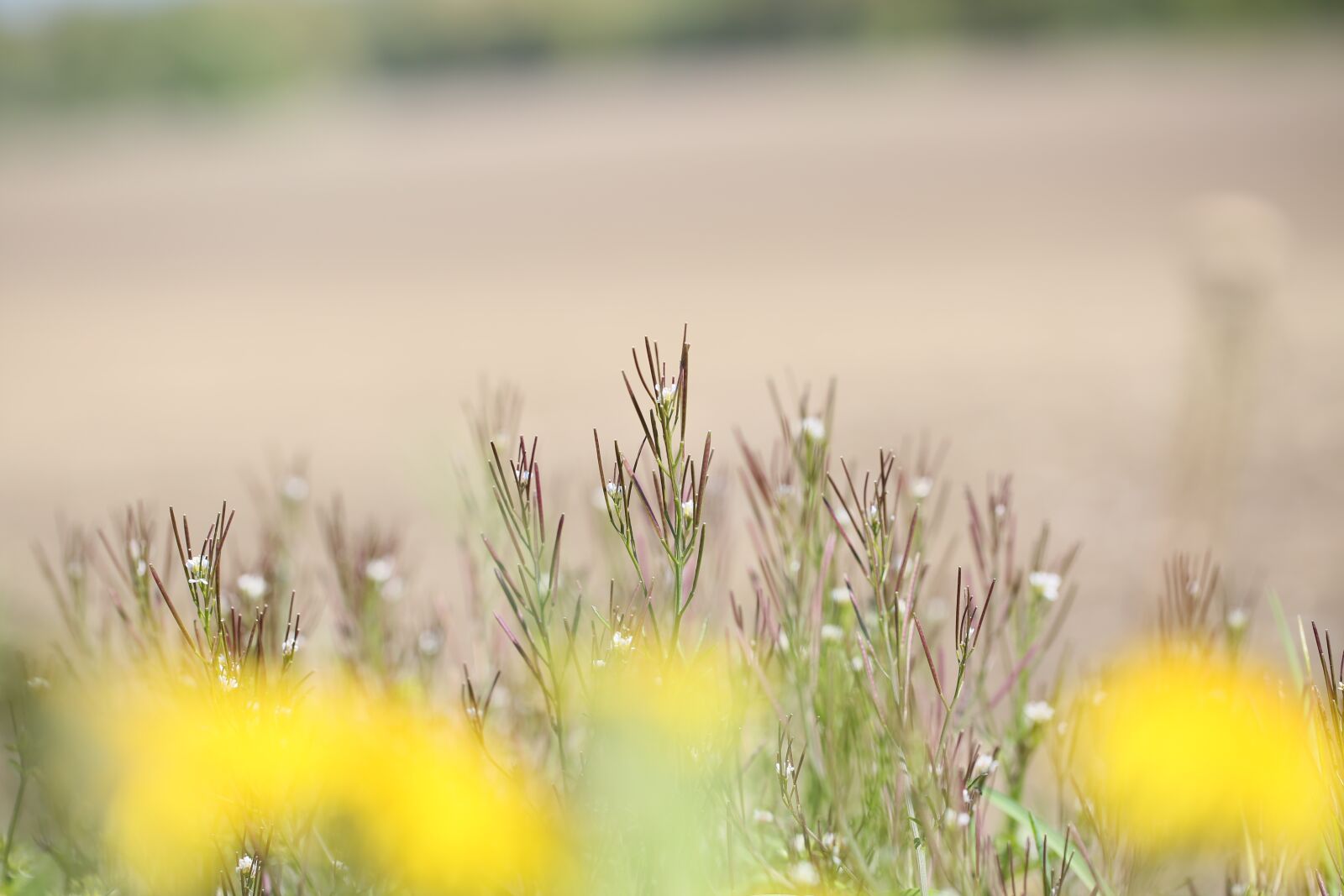 Canon EF 100mm F2.8L Macro IS USM sample photo. Nature, grass, summer photography