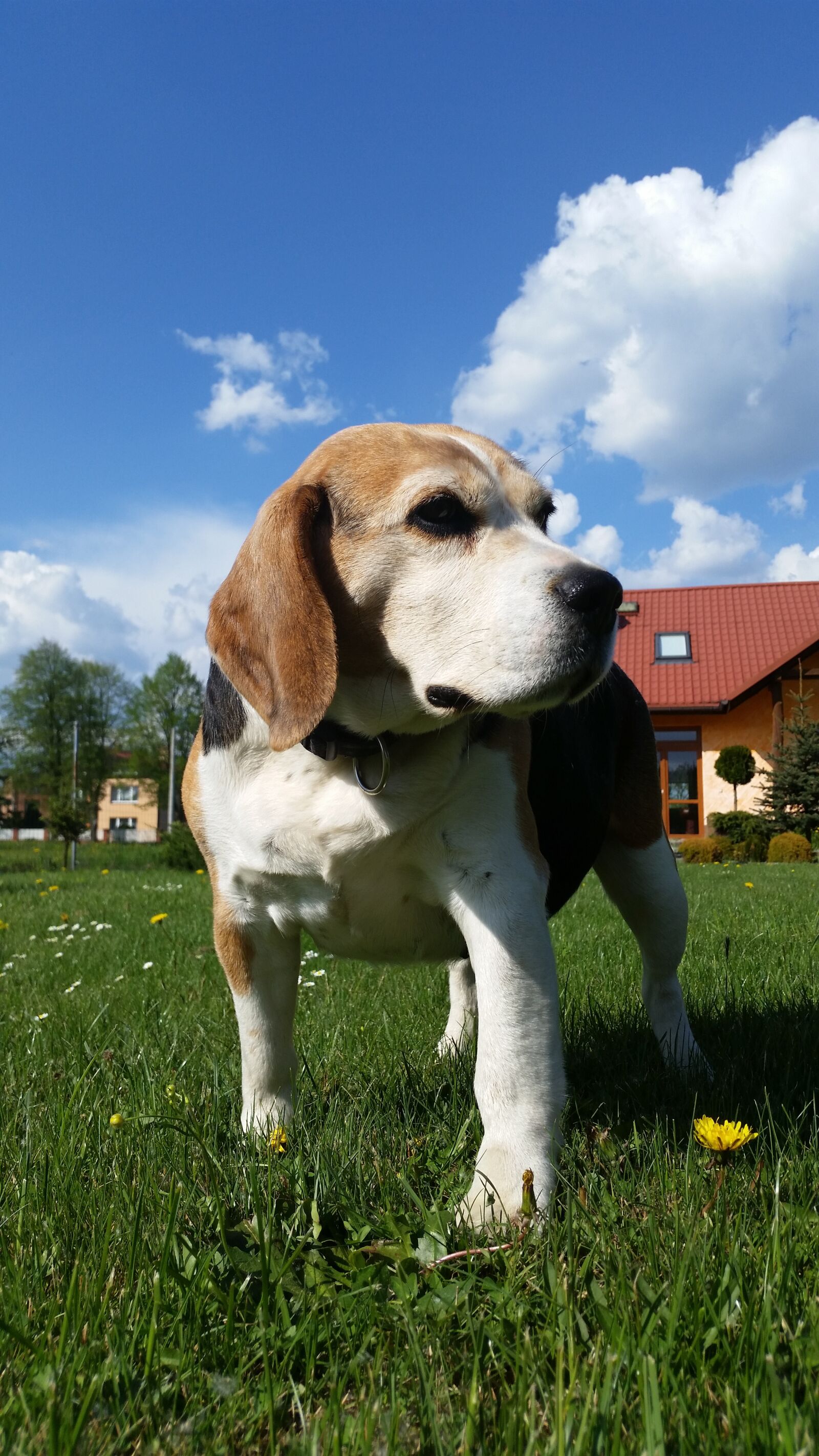 Samsung Galaxy S5 sample photo. Dog, grass, animal photography