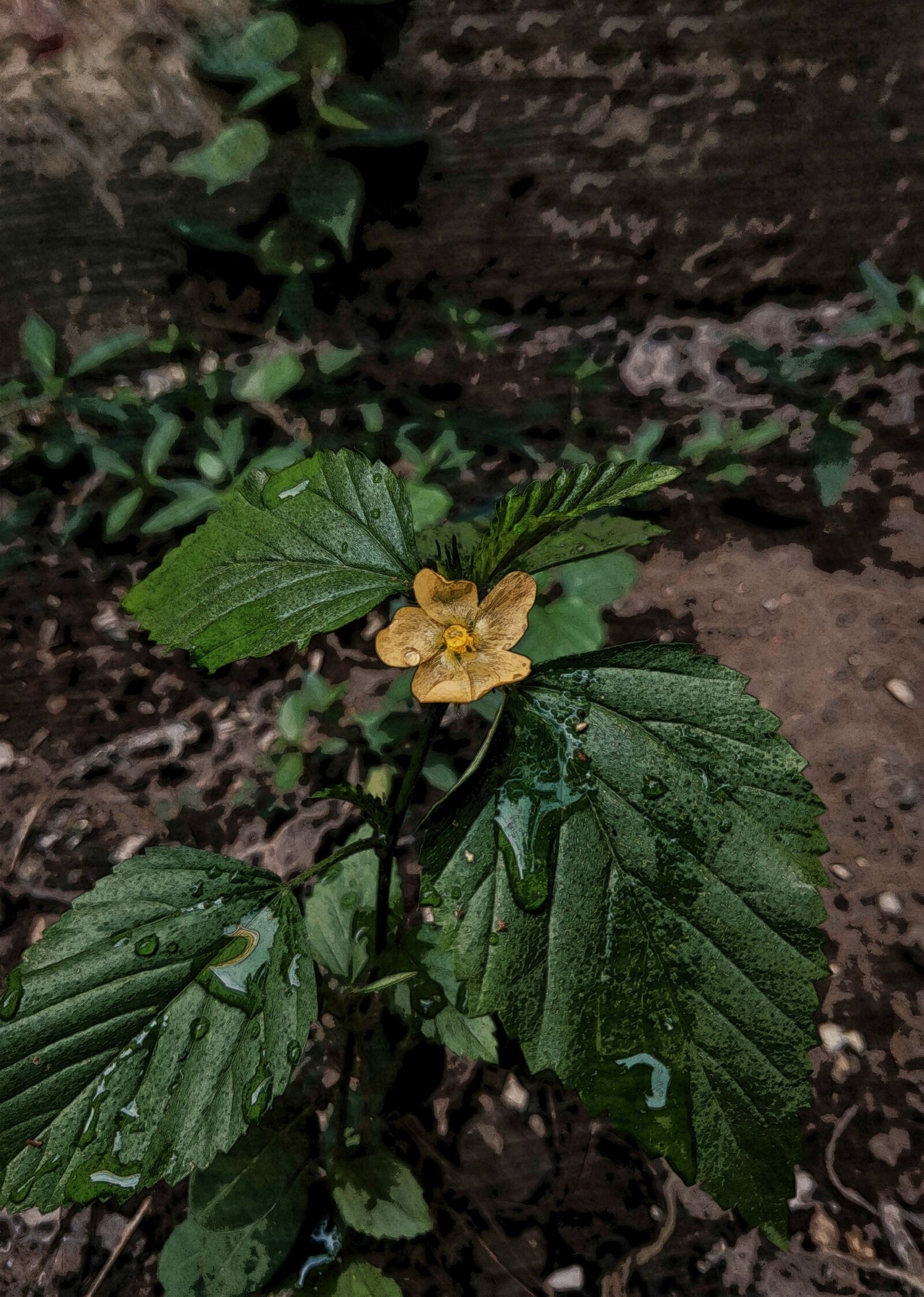 Motorola moto x4 sample photo. Nature, flower, raindrop photography