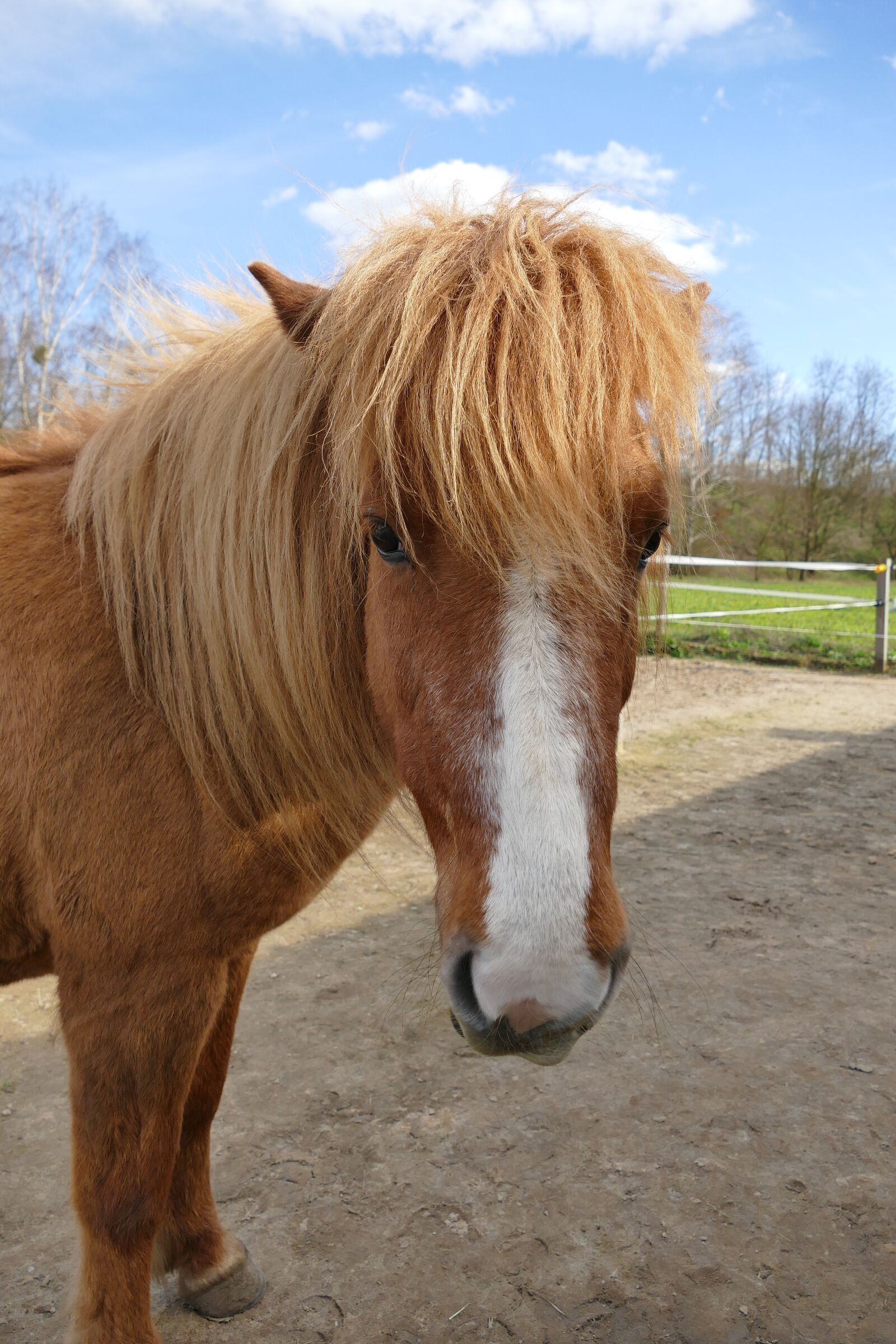 Panasonic Lumix DMC-FZ1000 sample photo. Iceland horse, horse, coupling photography