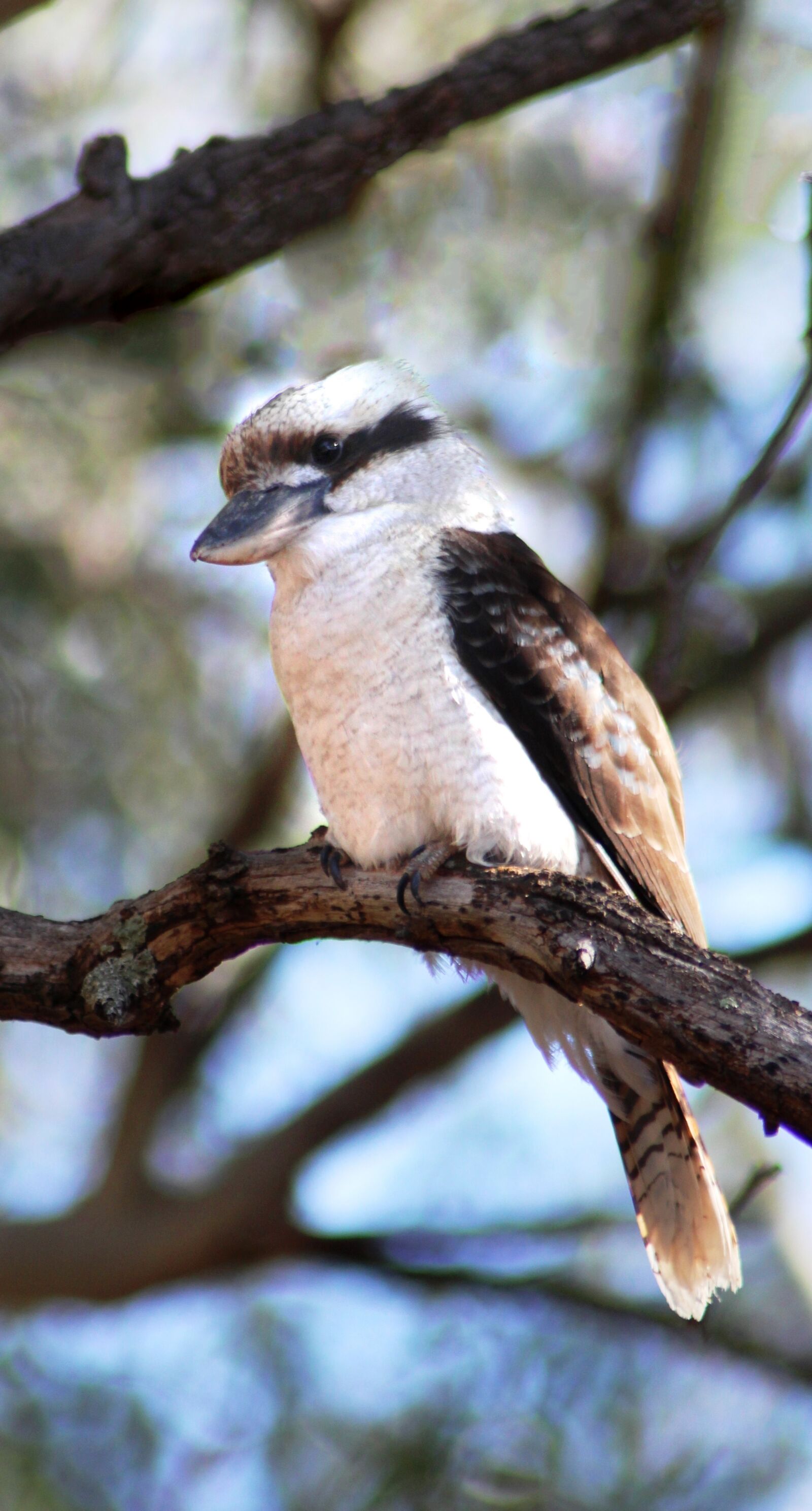 Canon EOS 700D (EOS Rebel T5i / EOS Kiss X7i) sample photo. Laughing kookaburra, bird, kingfisher photography