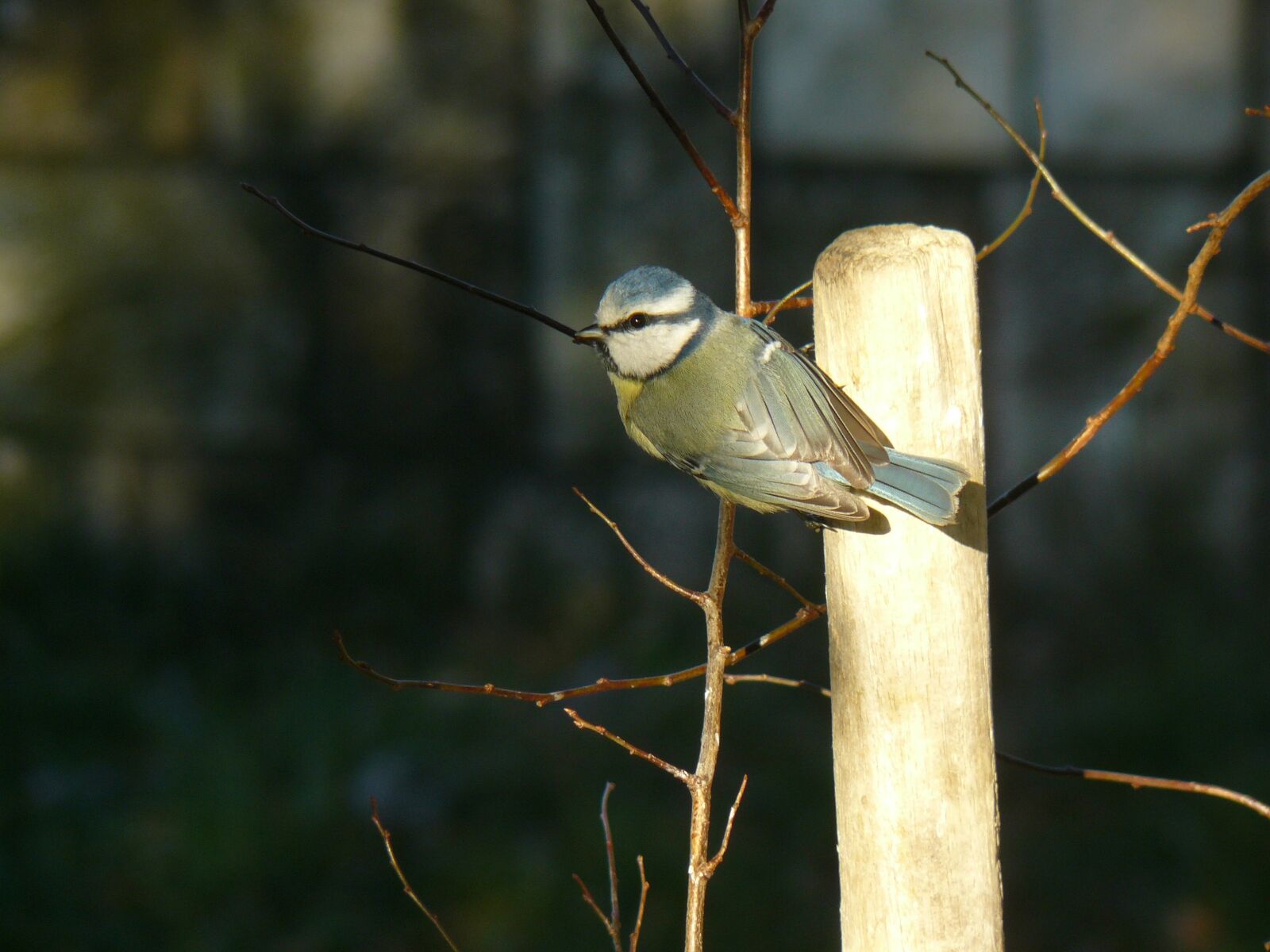 Panasonic DMC-FZ8 sample photo. Bird, blue tit, nature photography