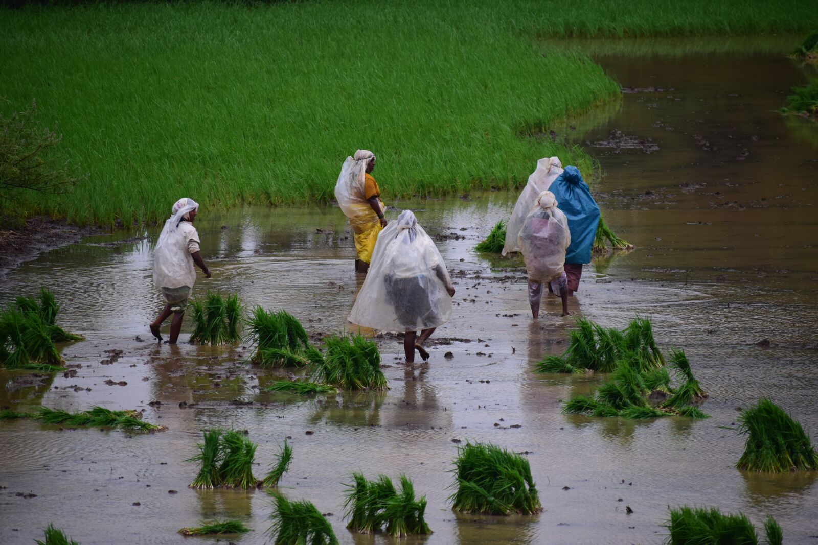 Nikon D5300 sample photo. Paddy, rice fields, farmers photography