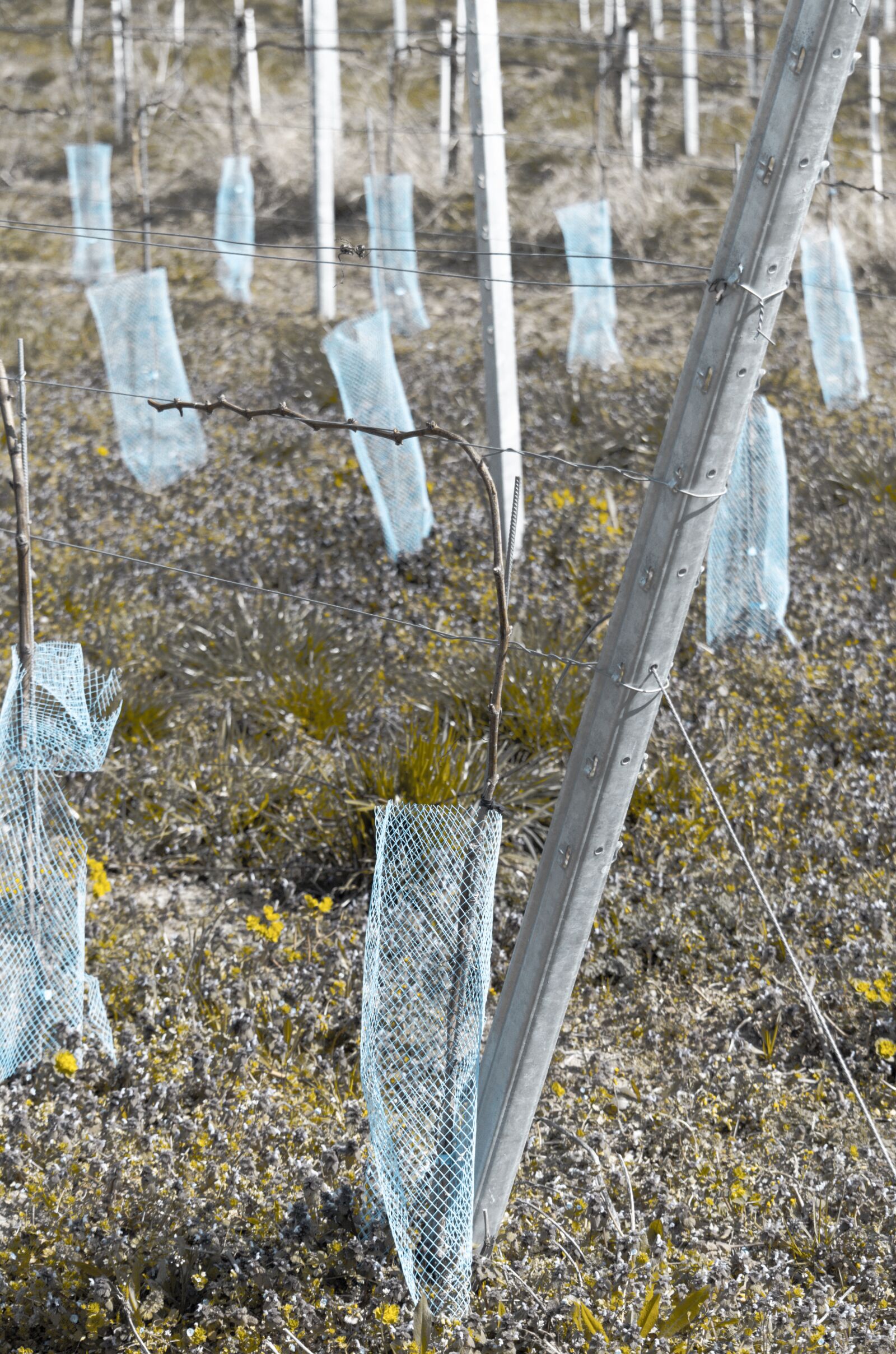 Nikon D5100 sample photo. Protection, growth, vineyard photography