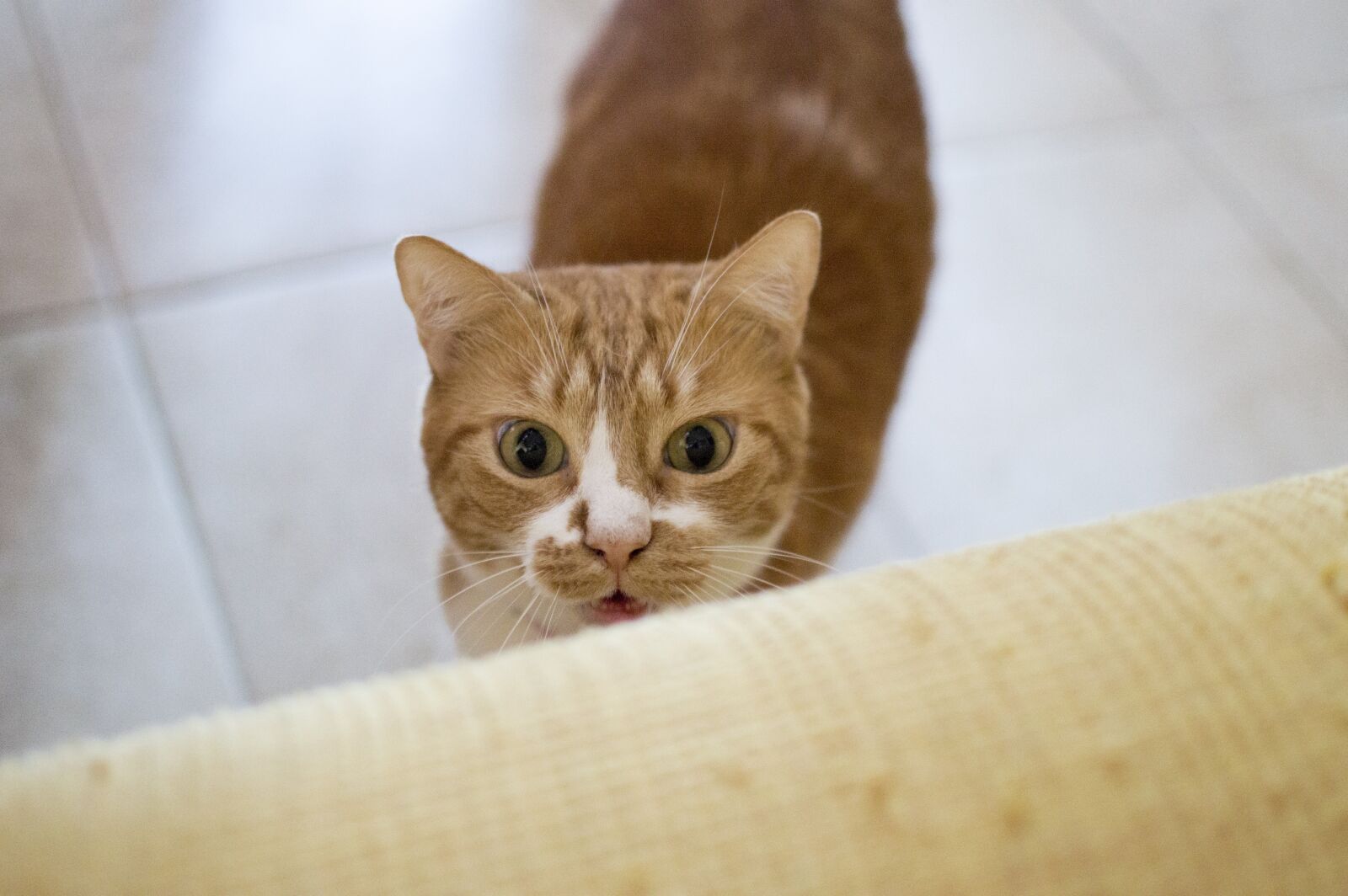 Nikon D3200 sample photo. Cat, gatta, animal photography