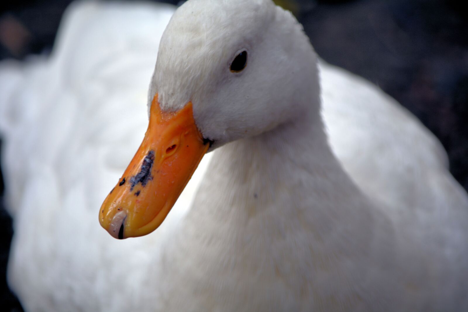 Nikon D5200 sample photo. Yellow beak, duck, feathered photography
