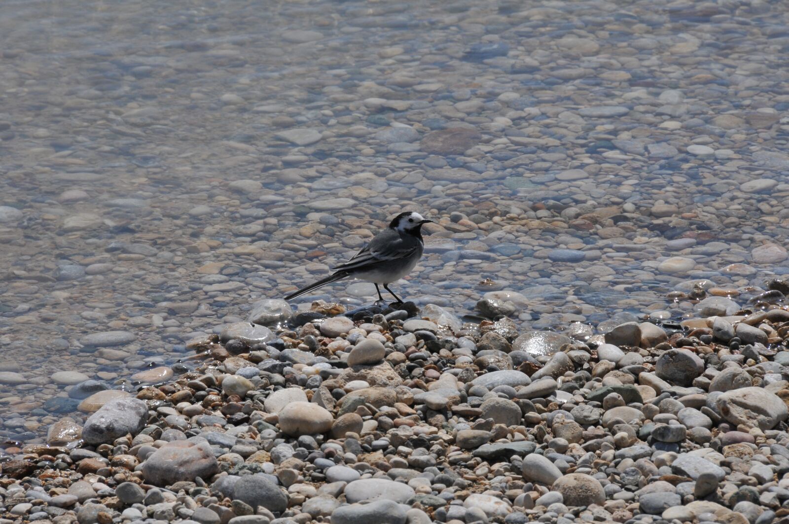 Nikon D300S sample photo. Nature, bird, animal photography