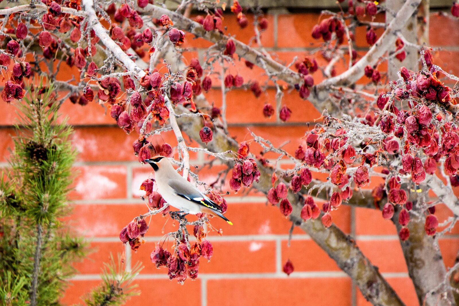 Canon EOS 650D (EOS Rebel T4i / EOS Kiss X6i) sample photo. Bird, crab apple, tree photography