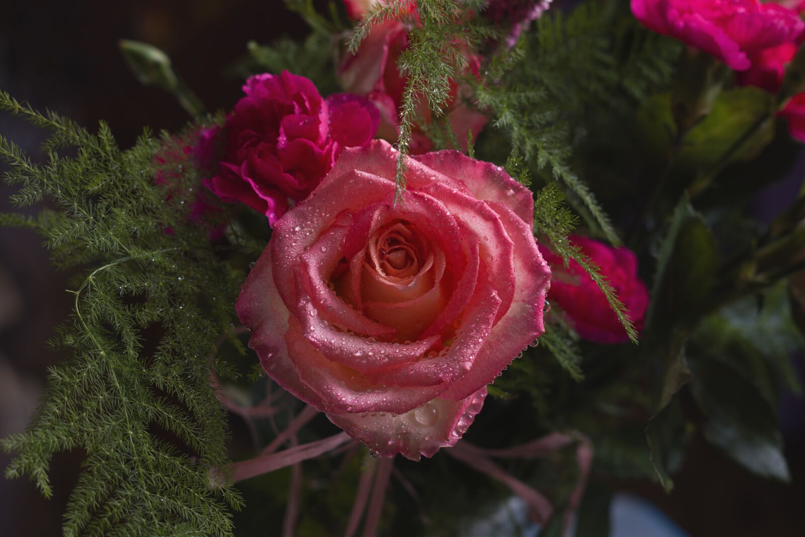 Pentax smc DA 50mm F1.8 sample photo. Flower, rose, macro photography