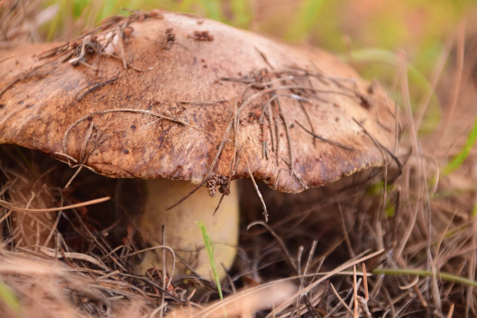 Nikon D3300 sample photo. Wood, flora, nature, grass photography