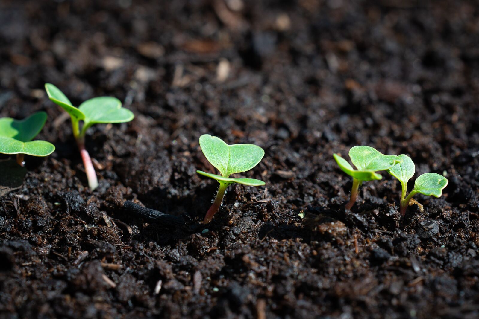 Nikon D7100 sample photo. Radishes, young, young plants photography