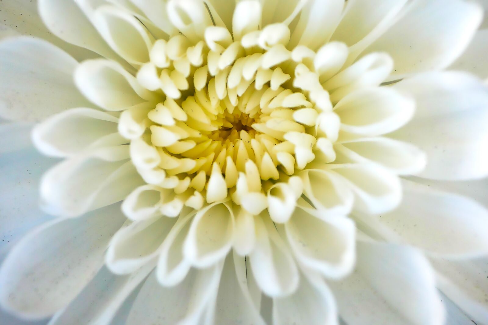 Panasonic Lumix DMC-GX8 sample photo. Flower, nature, plant photography