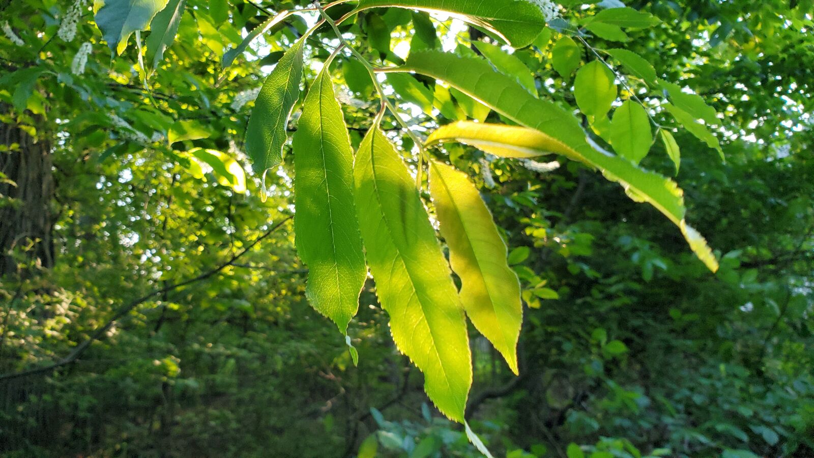 Samsung Galaxy S10 sample photo. Leaves, leaf, green photography