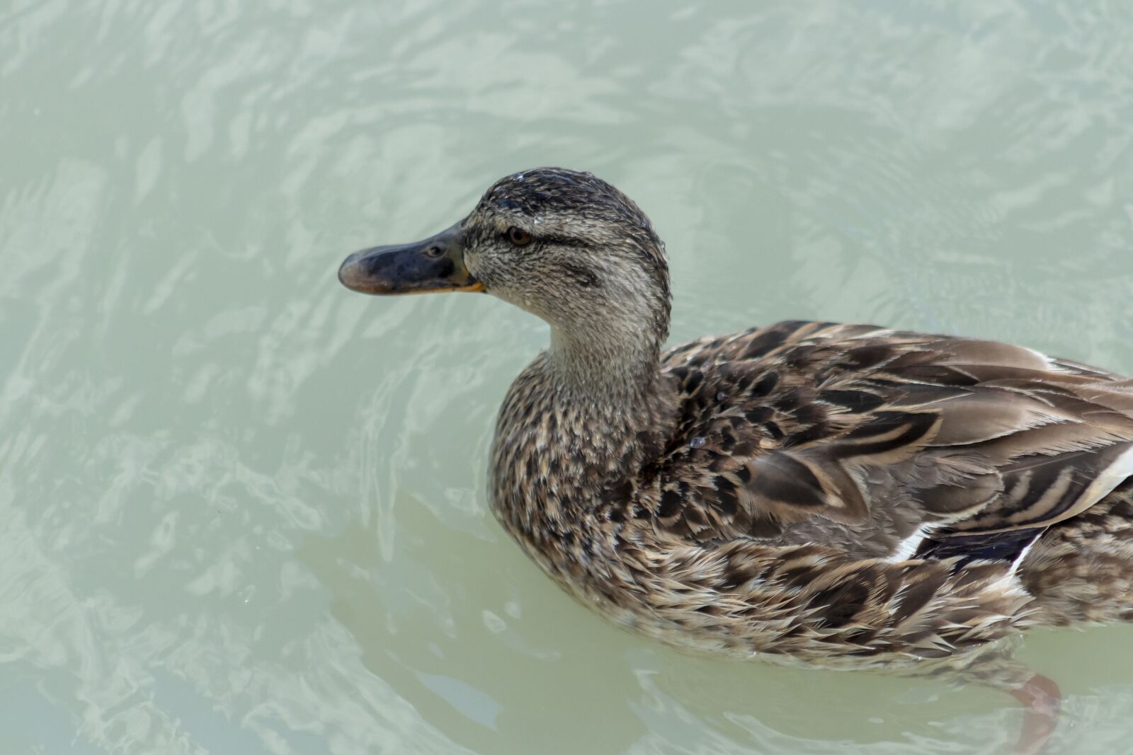 Canon EOS 1300D (EOS Rebel T6 / EOS Kiss X80) + EF75-300mm f/4-5.6 sample photo. Wild ducks, bird, duck photography